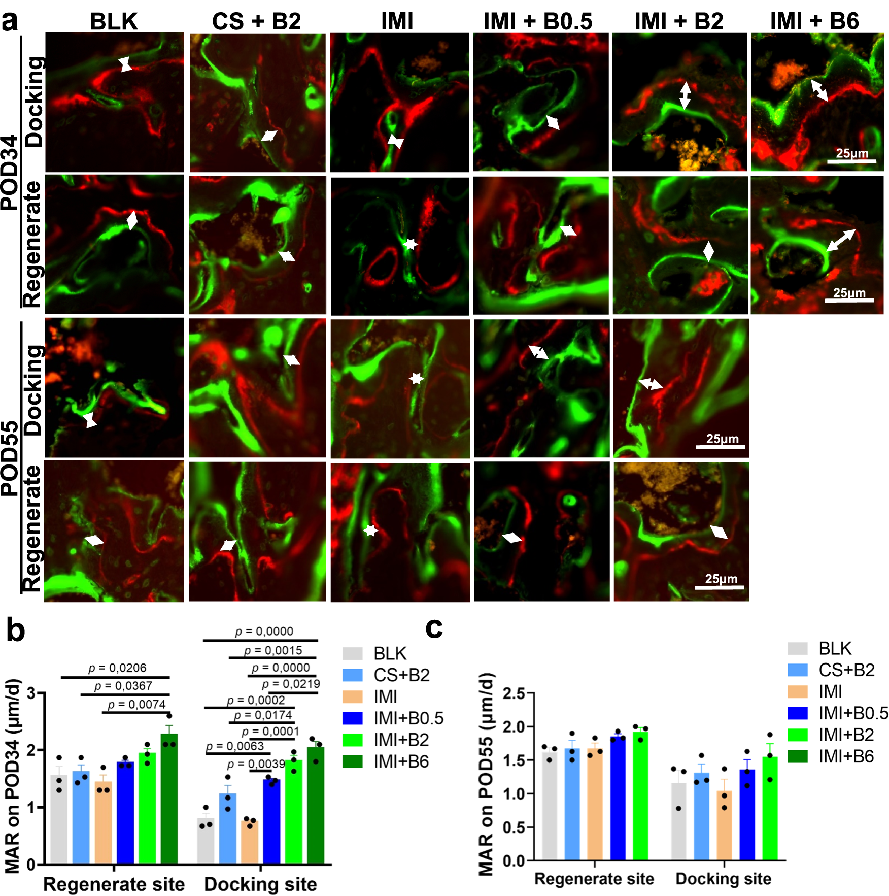 Fig. 6: Dynamic bone formation at docking sites or regenerate sites in the femoral specimens on POD34 or POD55.