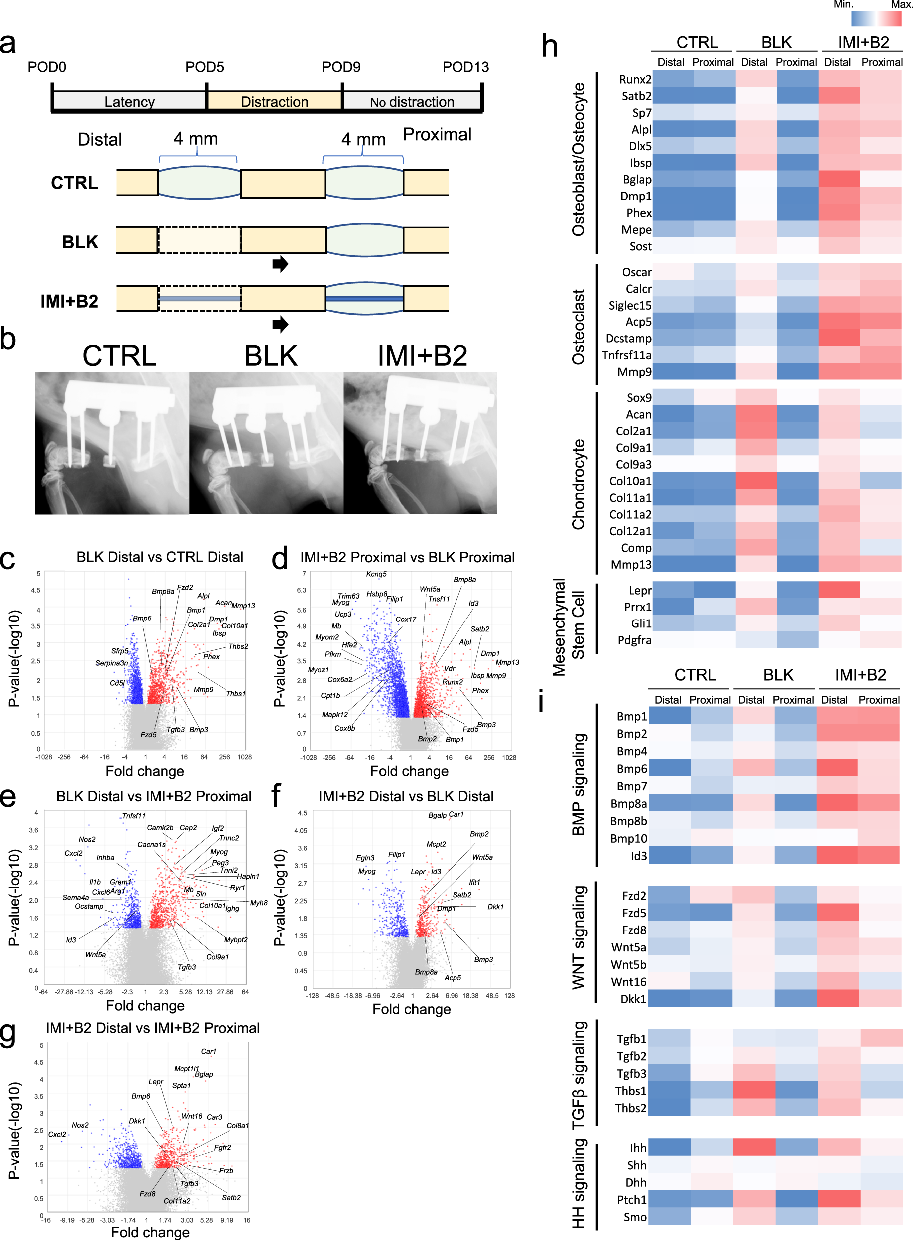 Fig. 8: The biological effect of DO and (IMI + B2) during the early stage of bone regeneration.