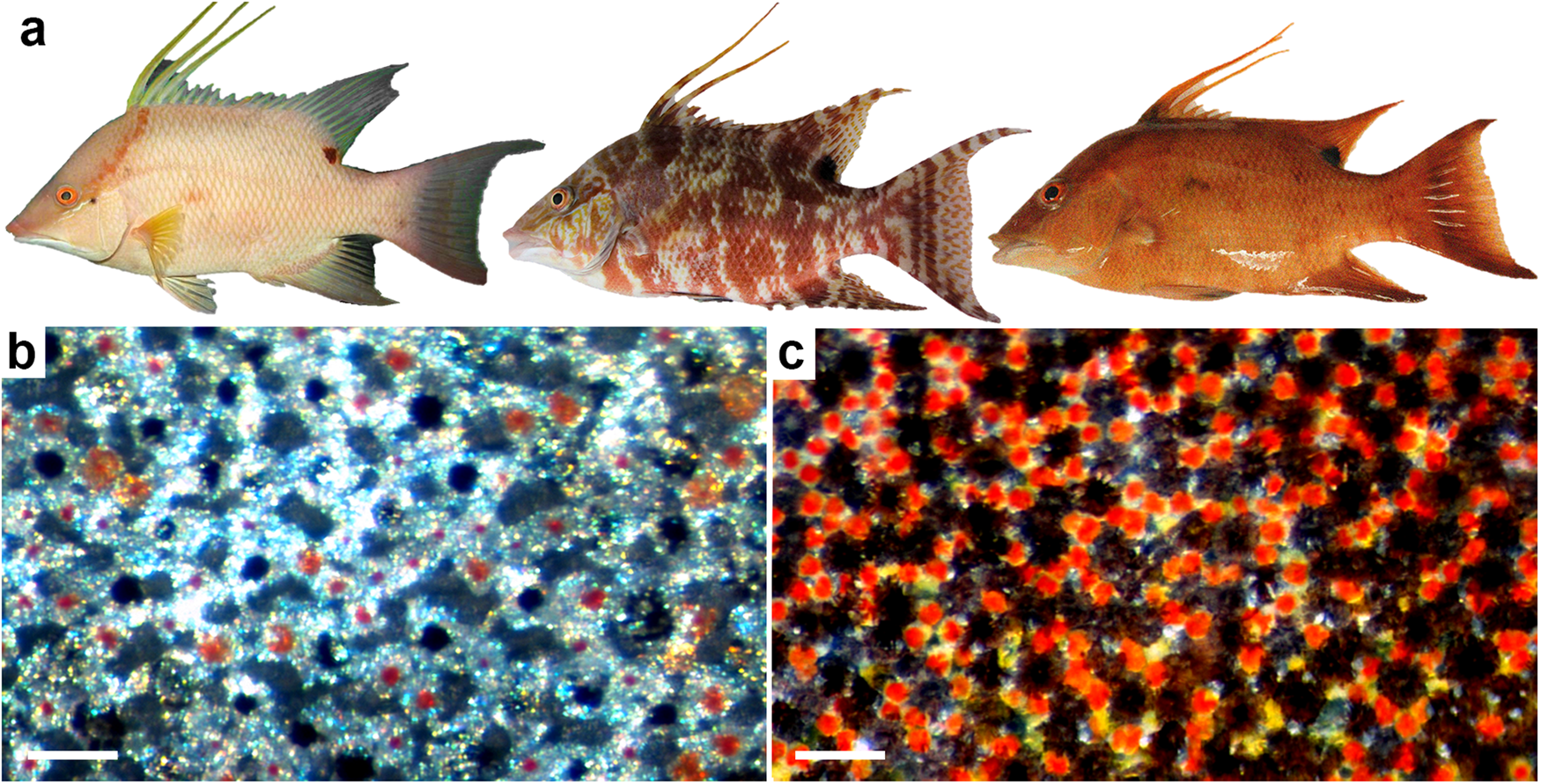 Dynamic light filtering over dermal opsin as a sensory feedback system in fish  color change