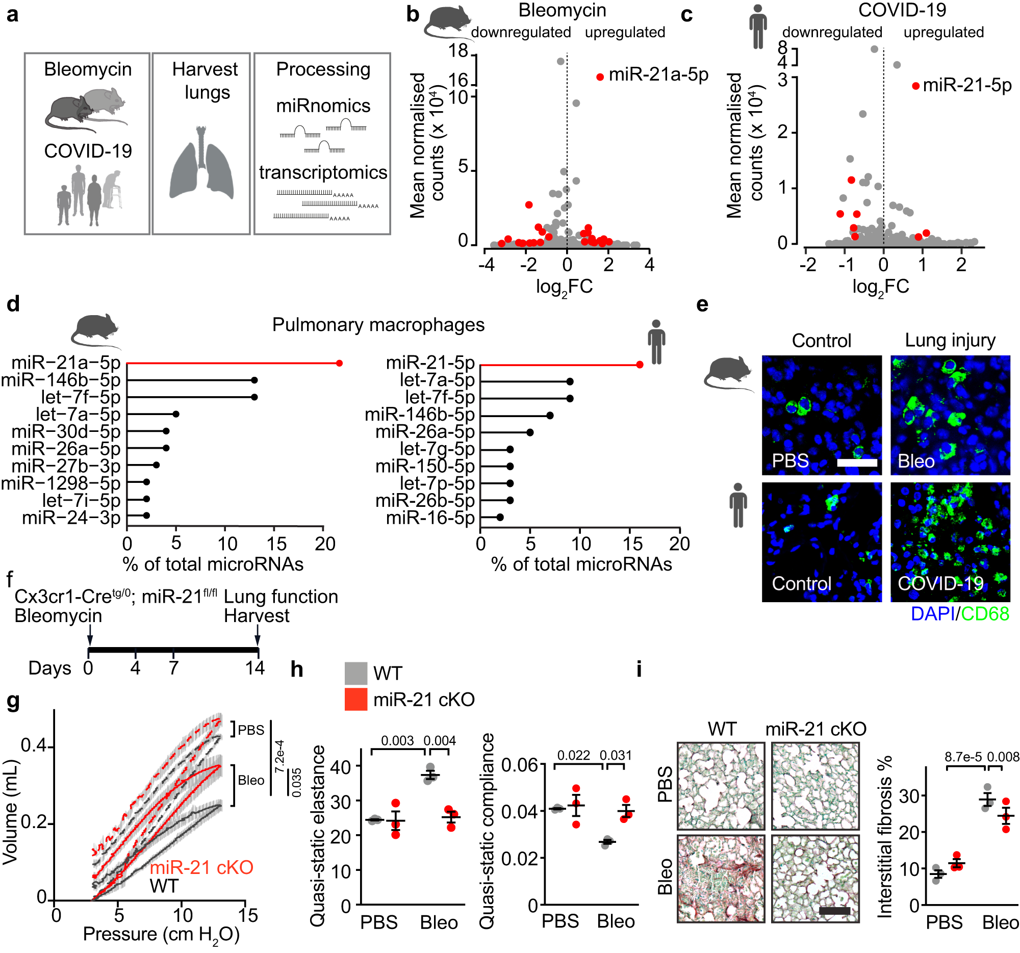 Fig. 1: Identification of miR-21 in macrophages as therapeutic target for acute inflammatory lung disease.