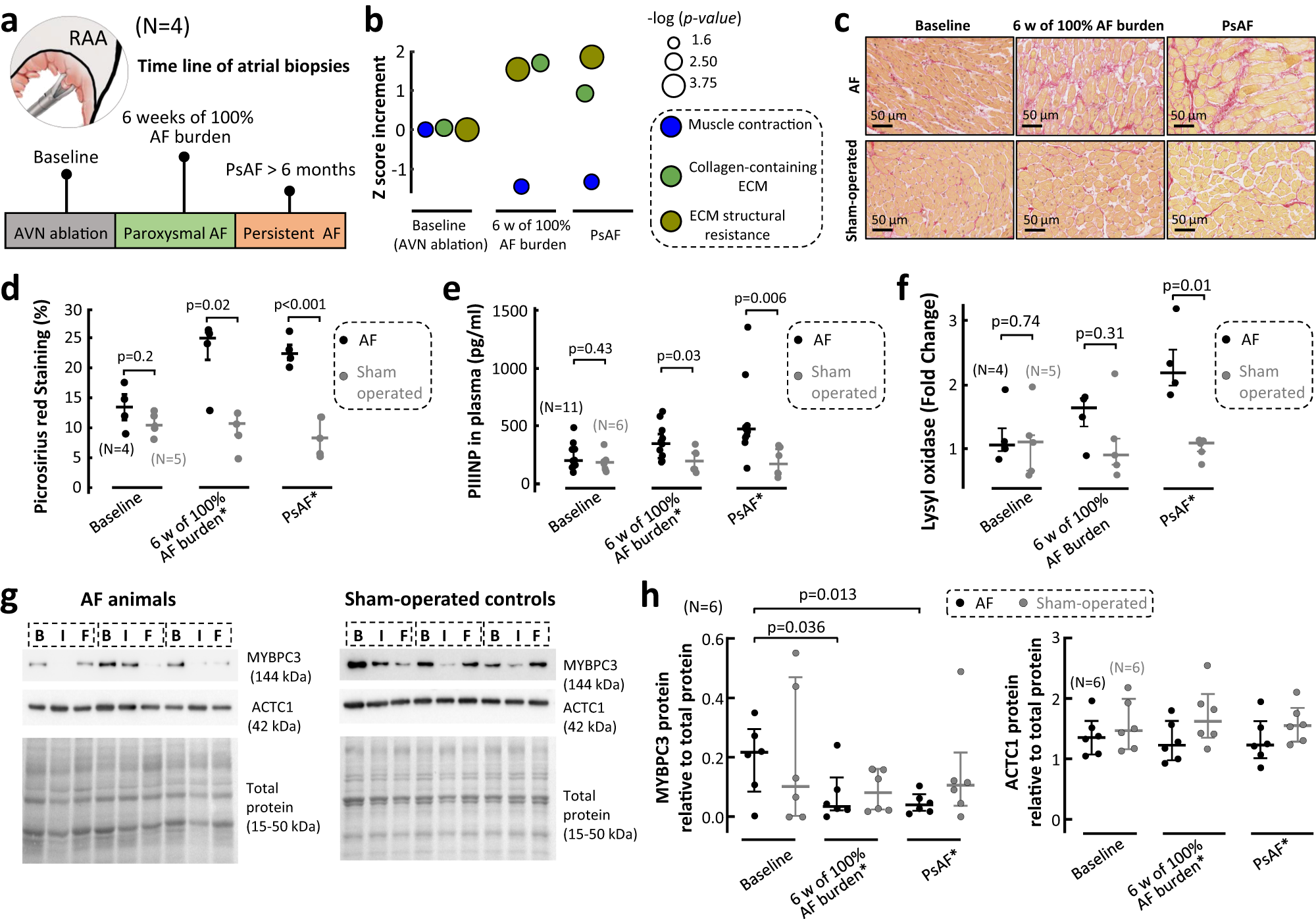 Fig. 4: Fibrotic and contractile remodeling during atrial fibrillation progression in pigs.