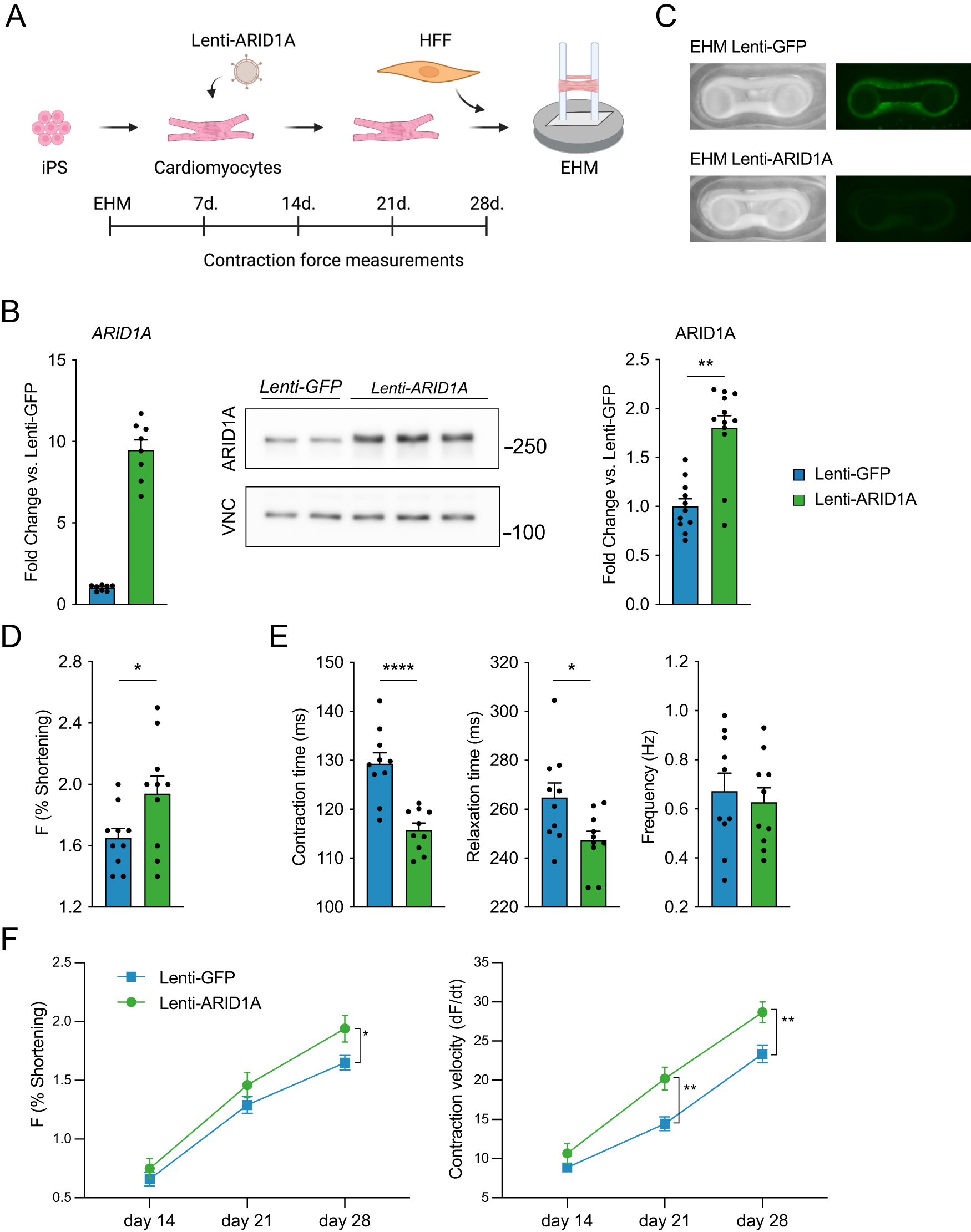 Fig. 4: ARID1A overexpression in cardiomyocytes enhances maturation of engineered human myocardium.