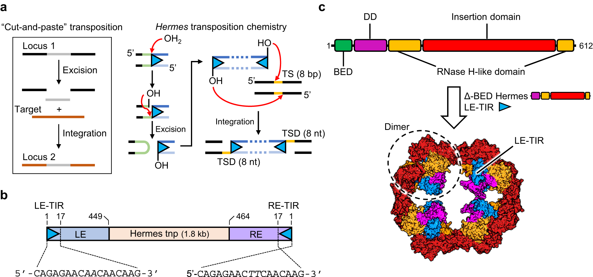 Zinc-finger BED domains drive the formation of the active Hermes  transpososome by asymmetric DNA binding | Nature Communications