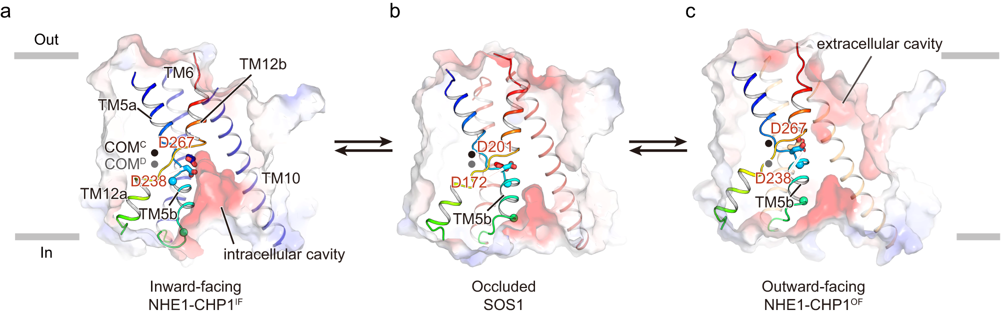 Fig. 5: Intracellular lateral gate in distinct conformations.