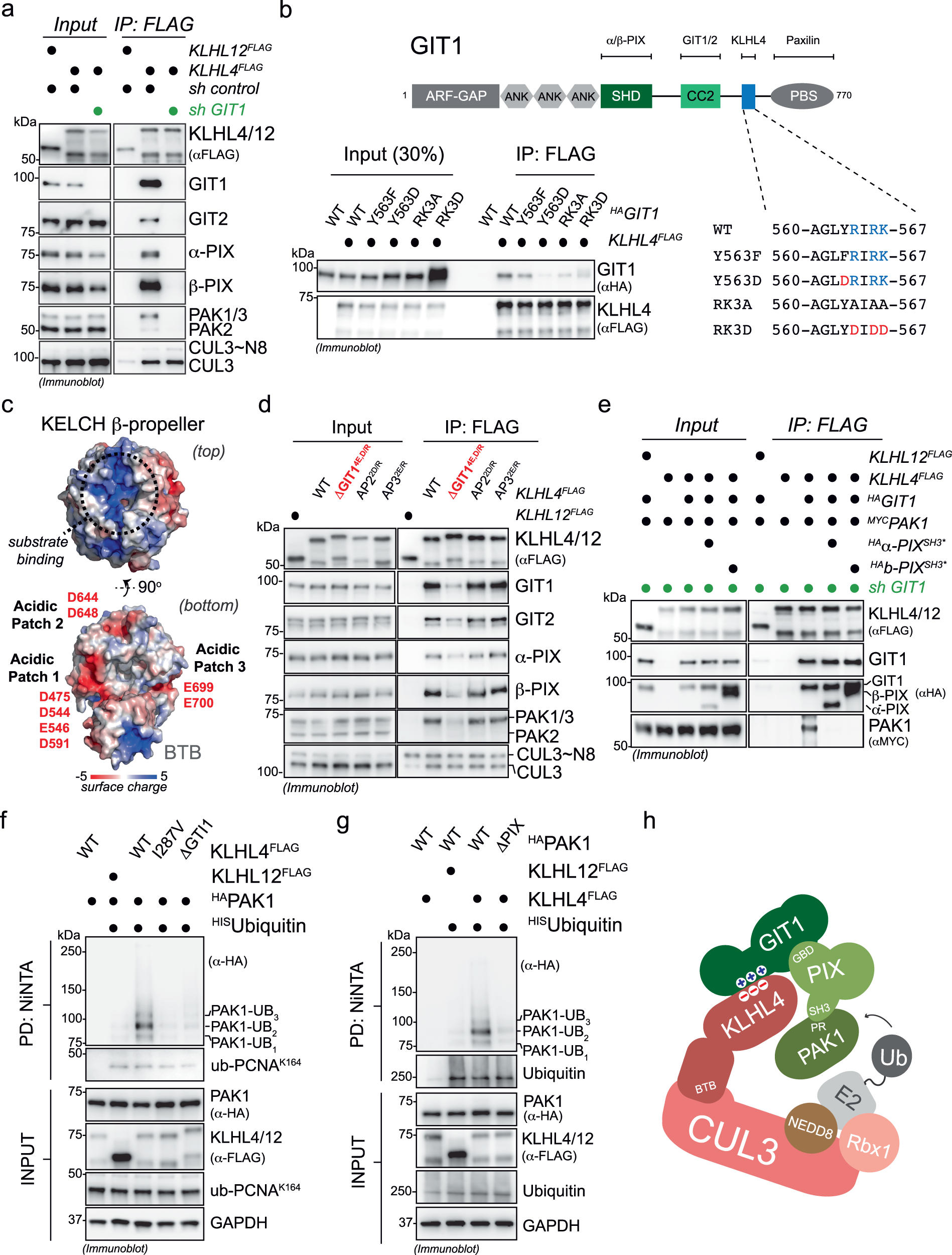 Fig. 3: CRL3-KLHL4 interacts with the GIT-PIX-PAK signaling module through GIT1 and utilizes GIT-PIX complexes as co-adaptors to multi-monoubiquitylate PAK1.