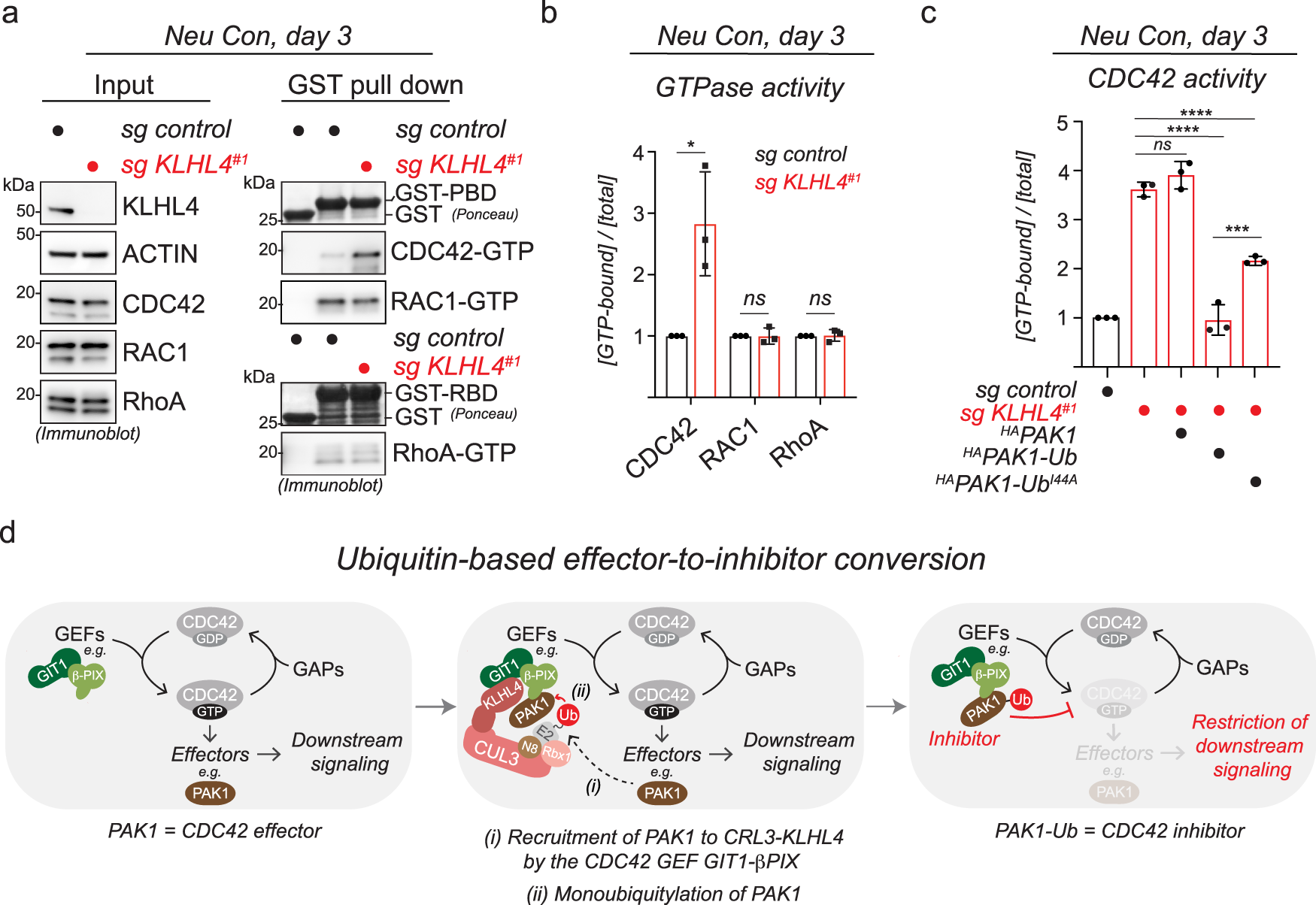 Fig. 5: Monoubiquitylation of PAK1 restricts CDC42 signaling.