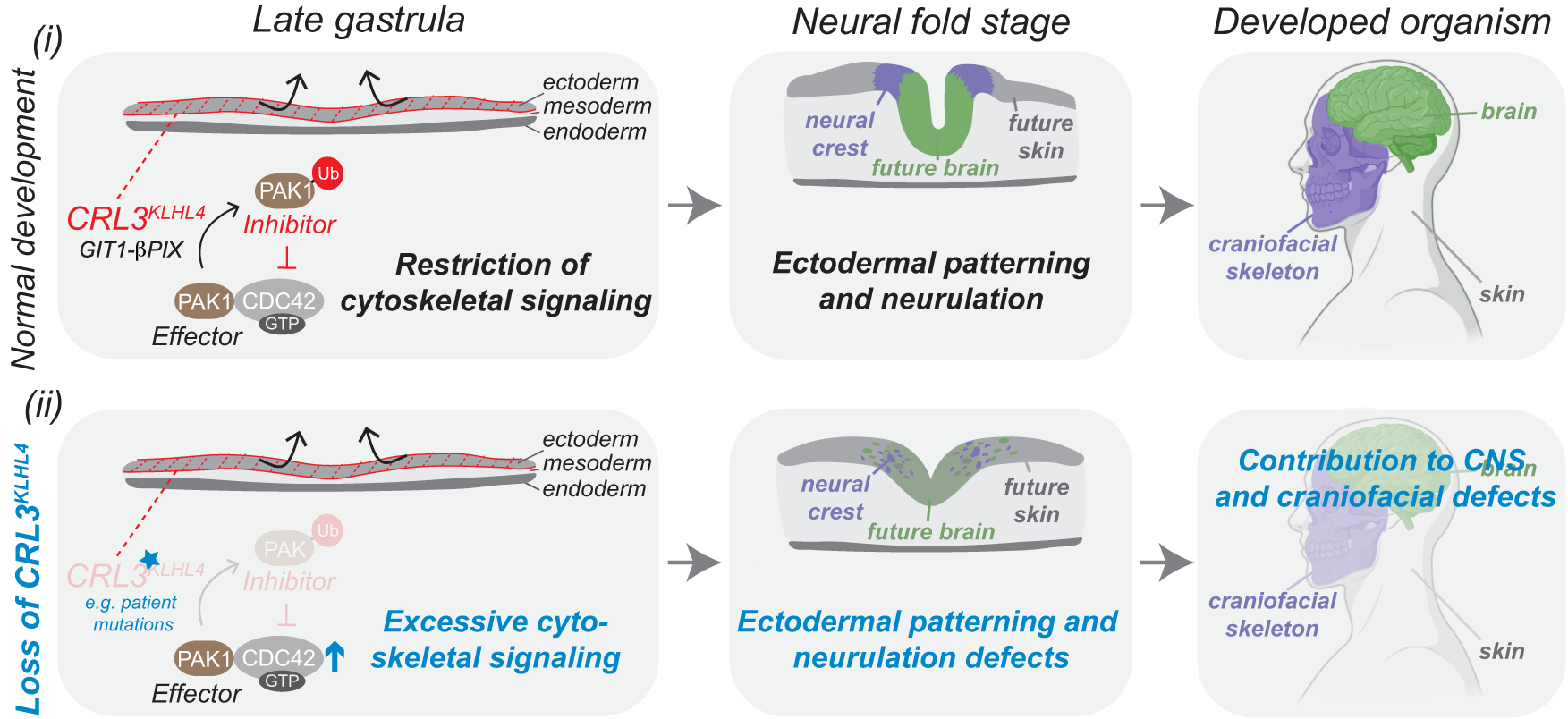 Fig. 7: Modulation of CDC42 signaling by a ubiquitin-based effector-to-inhibitor switch coordinates ectodermal patterning and neurulation in the vertebrate head.
