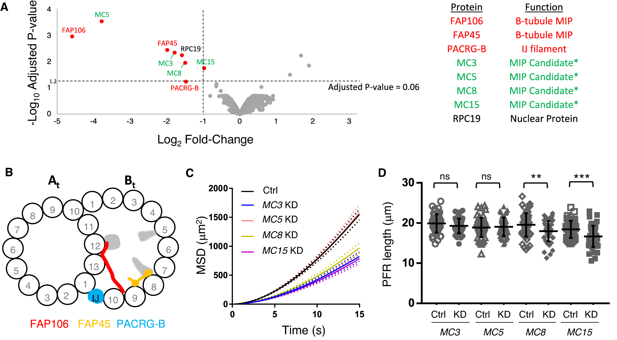 Fig. 3: TMT proteomics identifies FAP106-dependent, lineage-specific MIP proteins.