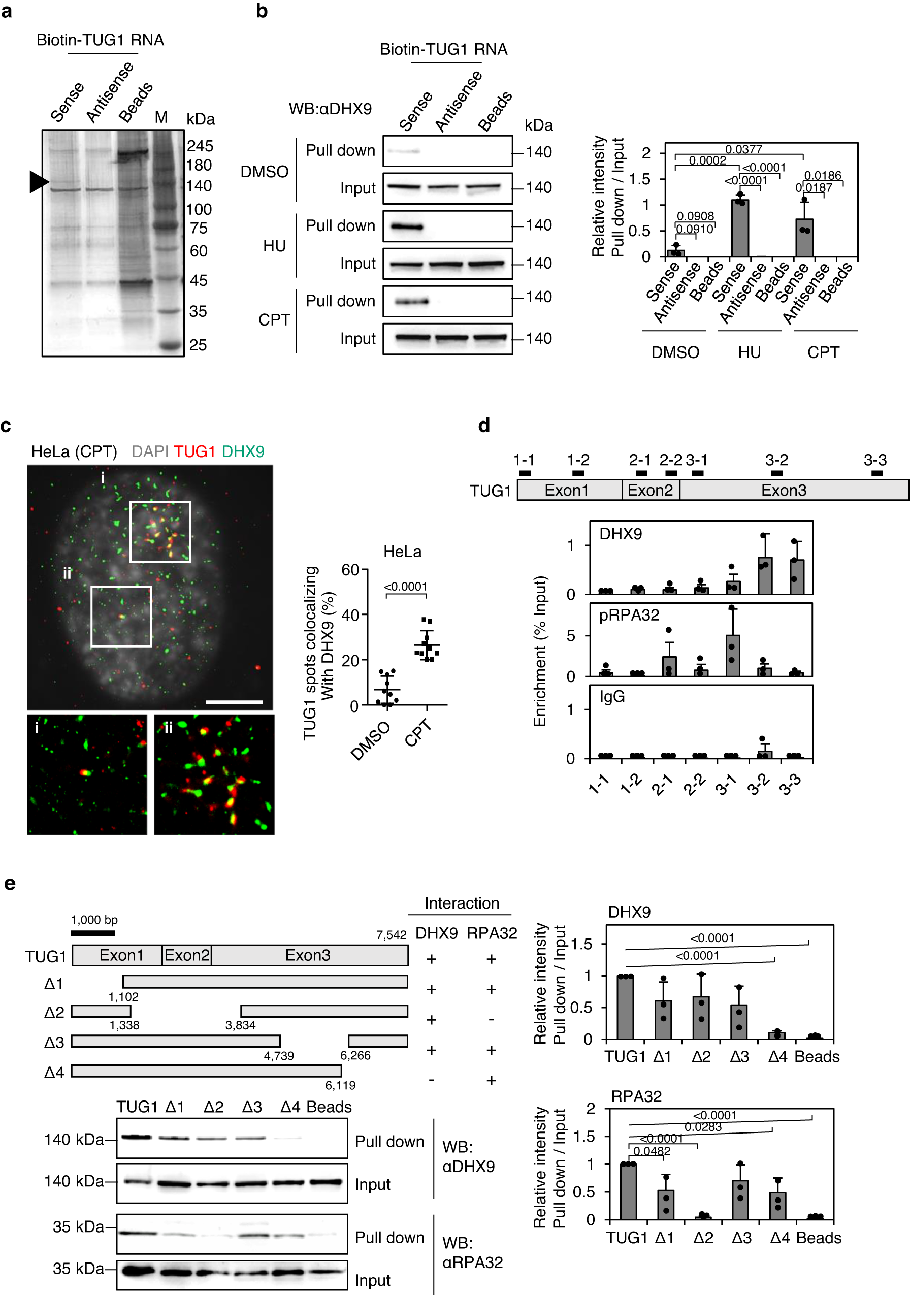 Fig. 3: TUG1 interacts with DHX9.