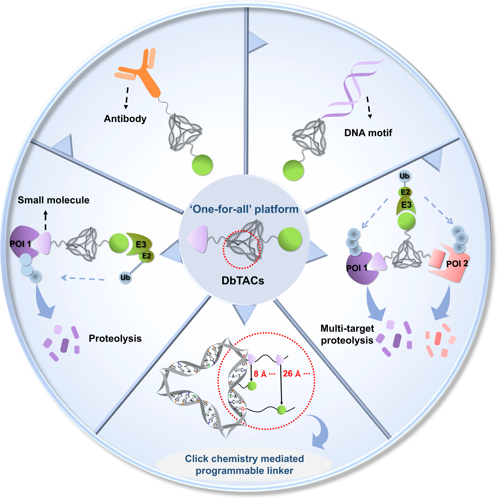 PROTAC® In Vivo Animal Test - Creative Biolabs