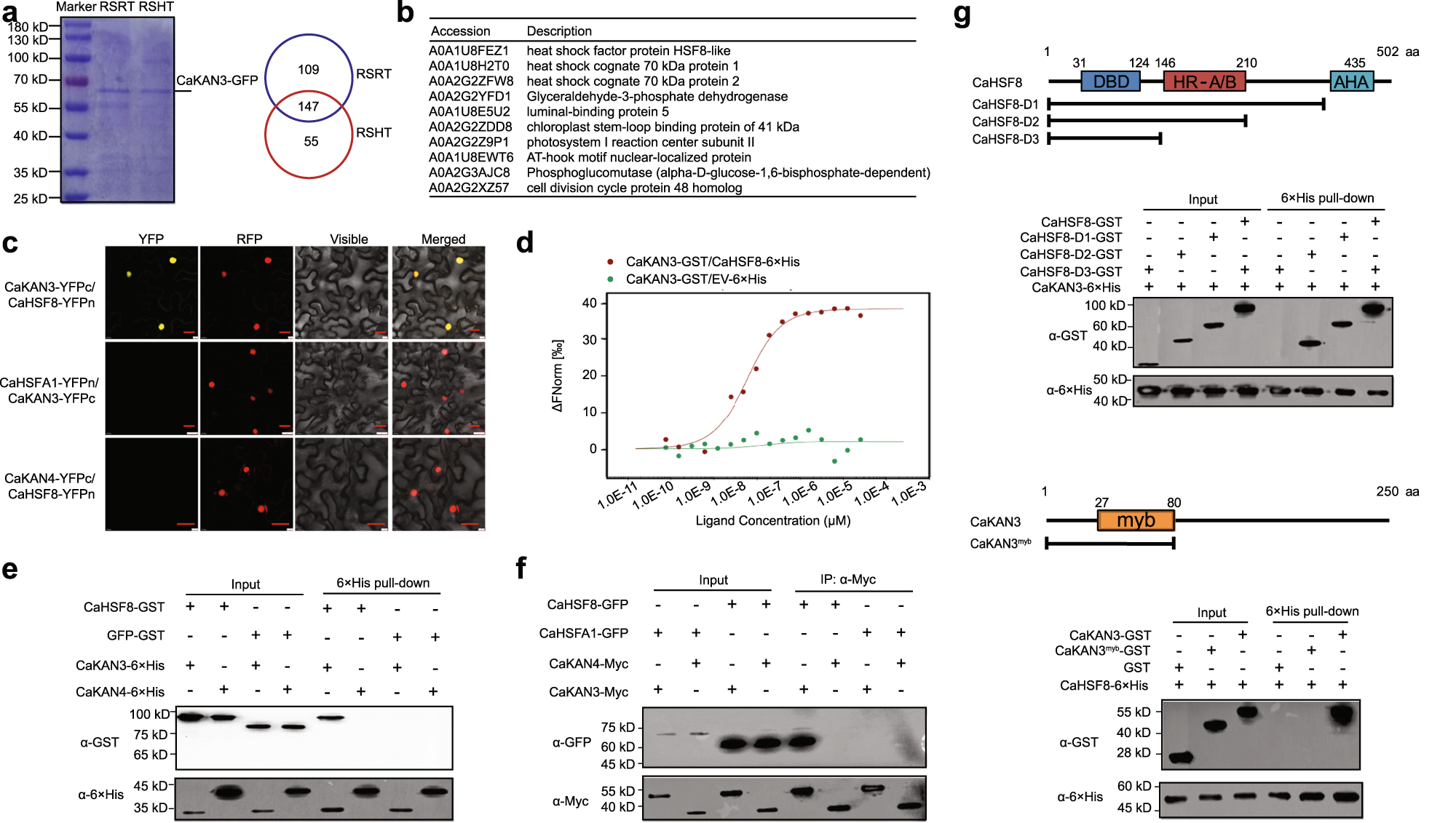 Fig. 2: CaKAN3 interacted with CaHSF8.