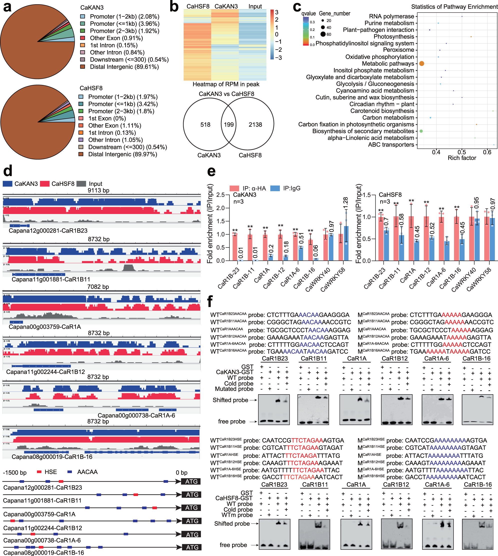 Fig. 3: Determination of DNA-binding sites and target genes of CaKAN3/CaHSF8 by ChIP-seq.