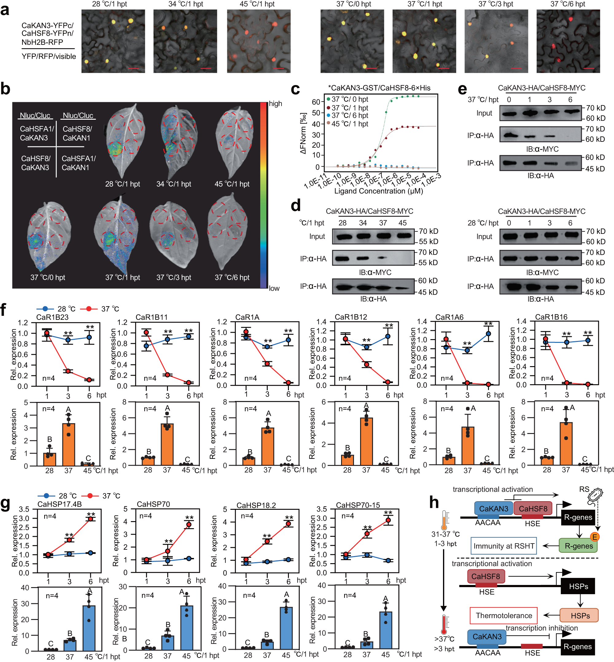 Fig. 5: CaHSF8 was differentially associated with CaKAN3 in a temperature-dependent manner to coordinately activate NLR genes and HSPs.