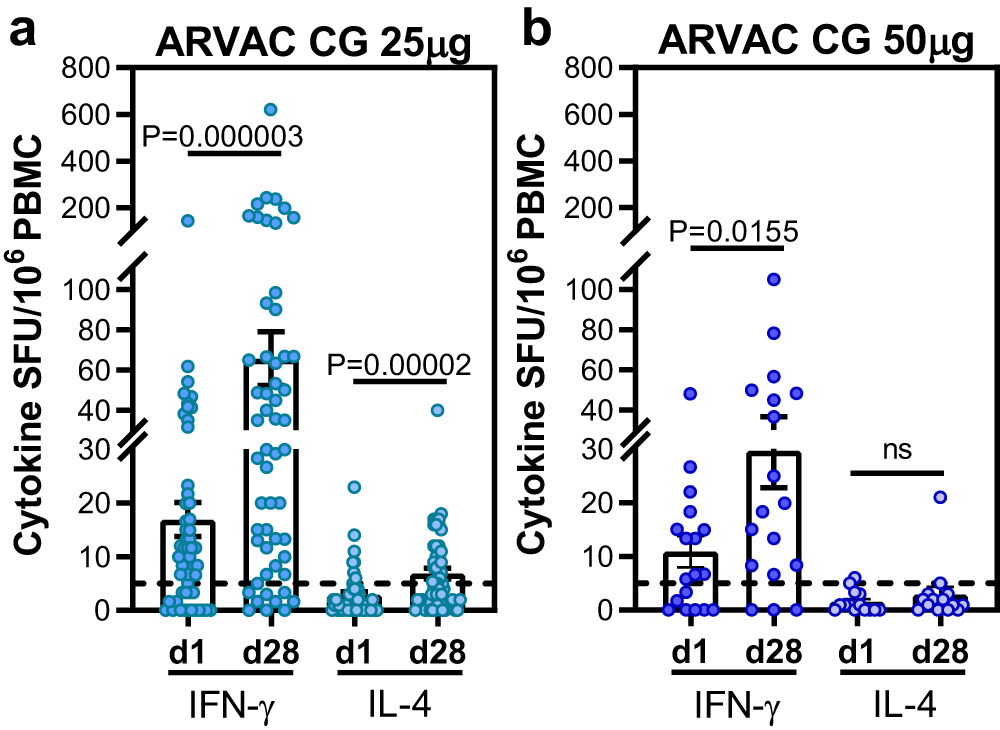 Fig. 6: ARVAC CG booster induces significant increase of Th1-predominant cell response measured by IFN-γ and IL-4 ELISpot after restimulation of PBMCs with RBD spanning peptide pool.