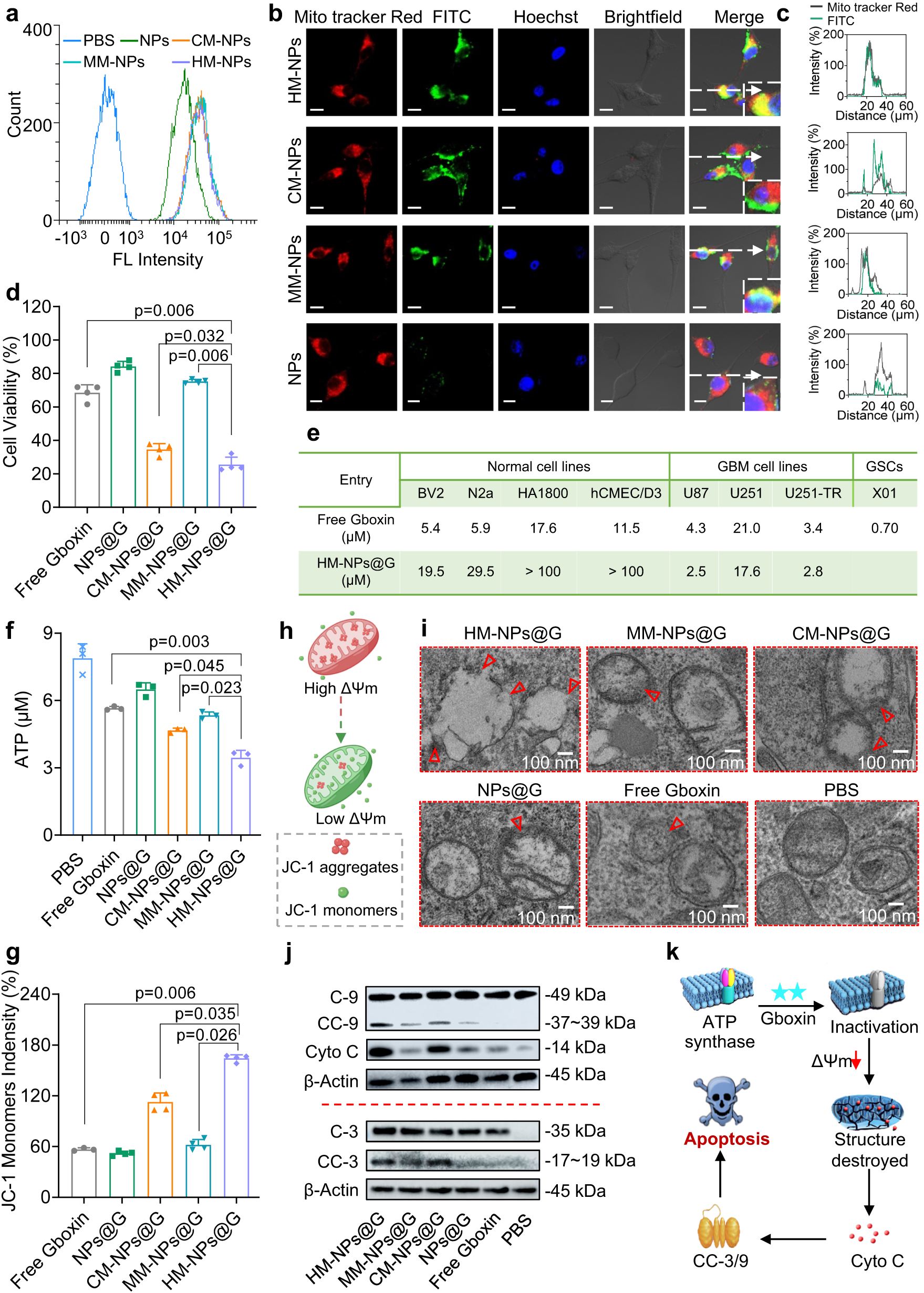 Fig. 2: Enhancement of specific GBM cell inhibition by HM-NPs@G.