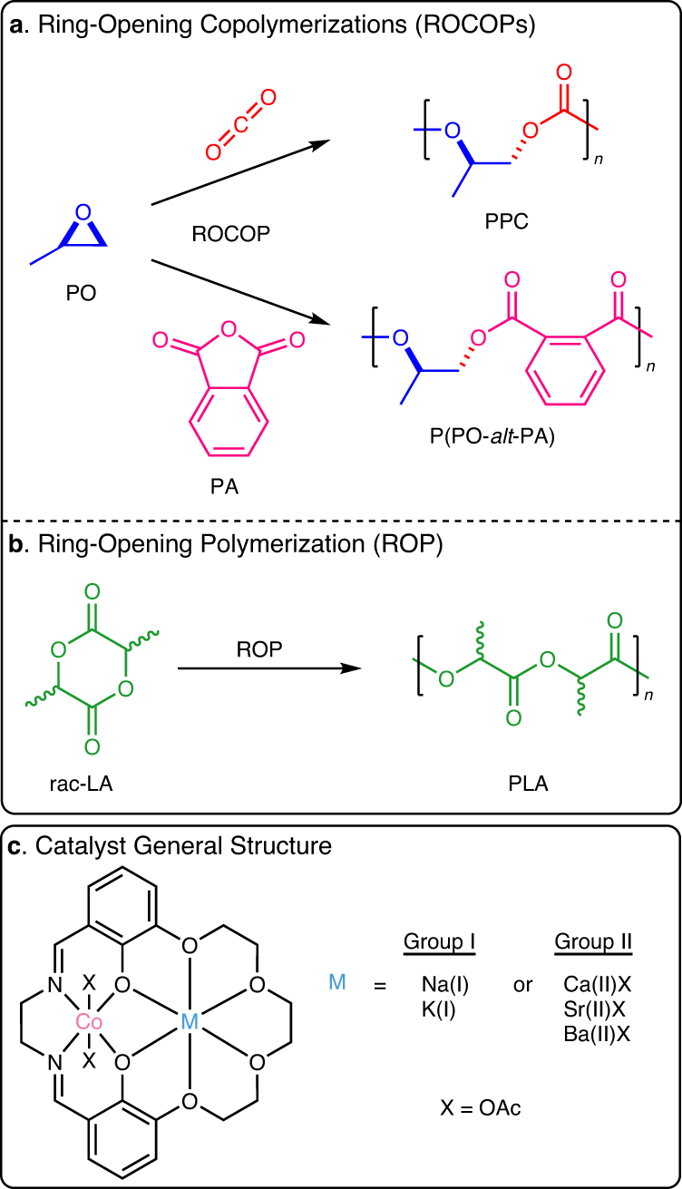 Comments on the ring-opening polymerization of morpholine-2,5-dione  derivatives by various metal catalysts and characterization