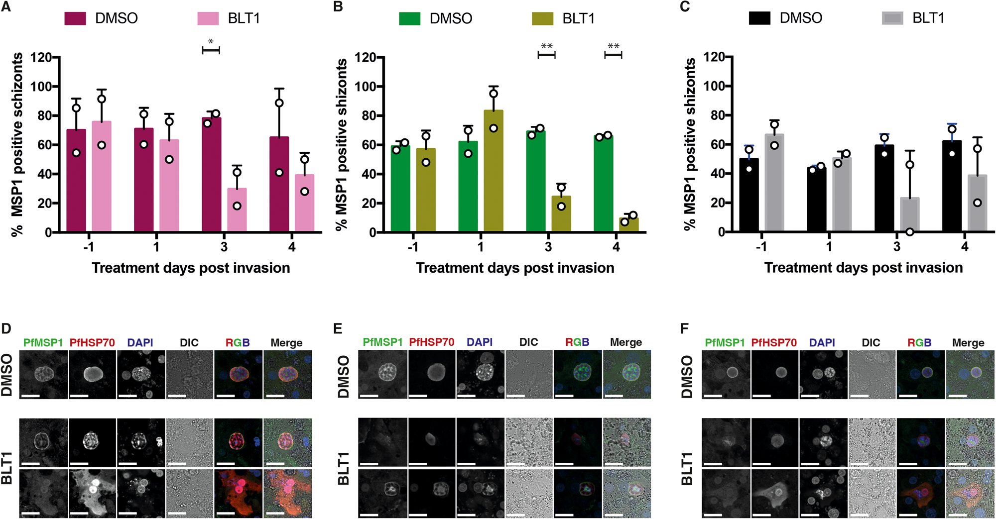 Fig. 6: The effect of BLT1 on PfMSP1 development.