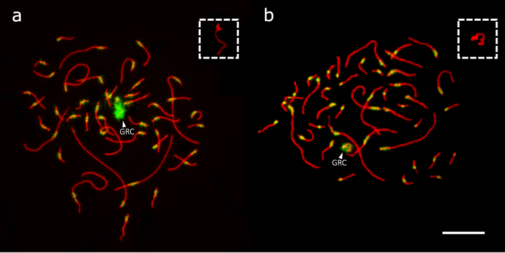 Fig. 1: Visualised GRC during the pachytene stage.