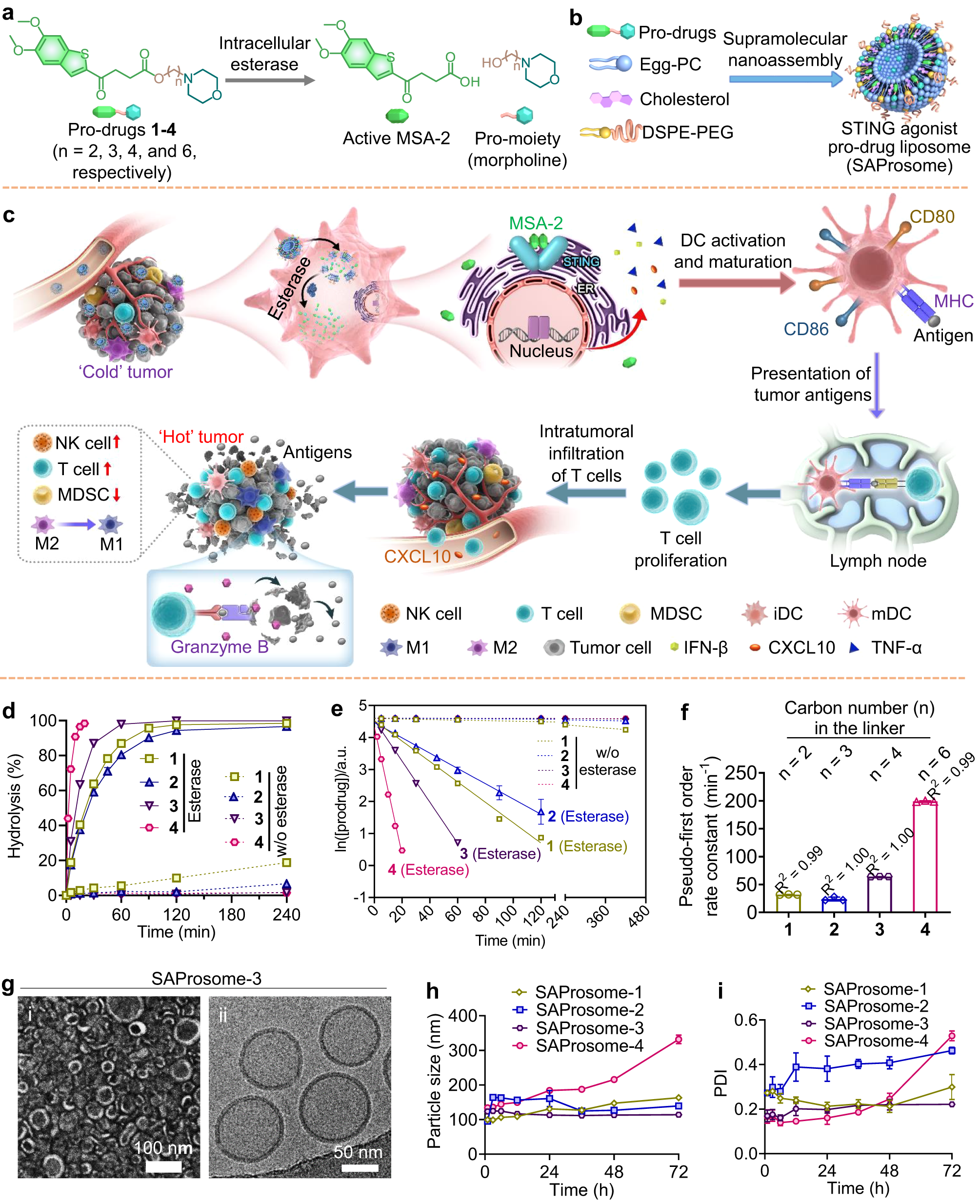 Fig. 1: Stimulator of interferon gene (STING)-activating liposomal vesicles (SAProsomes) for potentiating anticancer immunity.