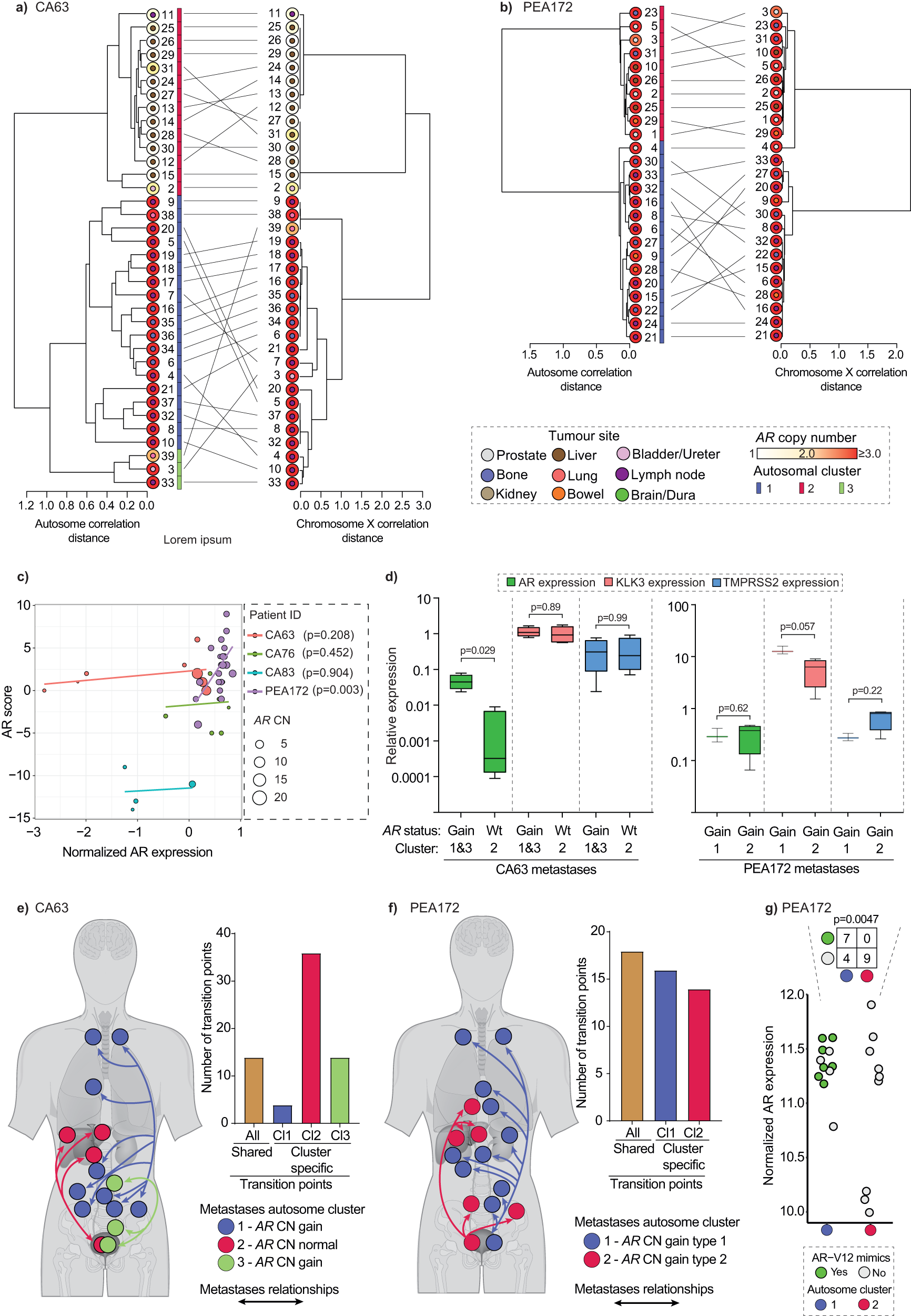 Fig. 5: Congruence of autosomal copy number and chromosome X derived relationships suggests selection of AR alterations in established clones.
