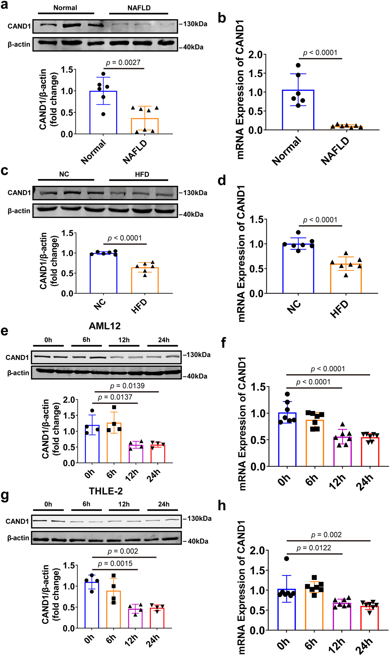 Fig. 1: CAND1 expression is decreased in the liver during hepatic steatosis.