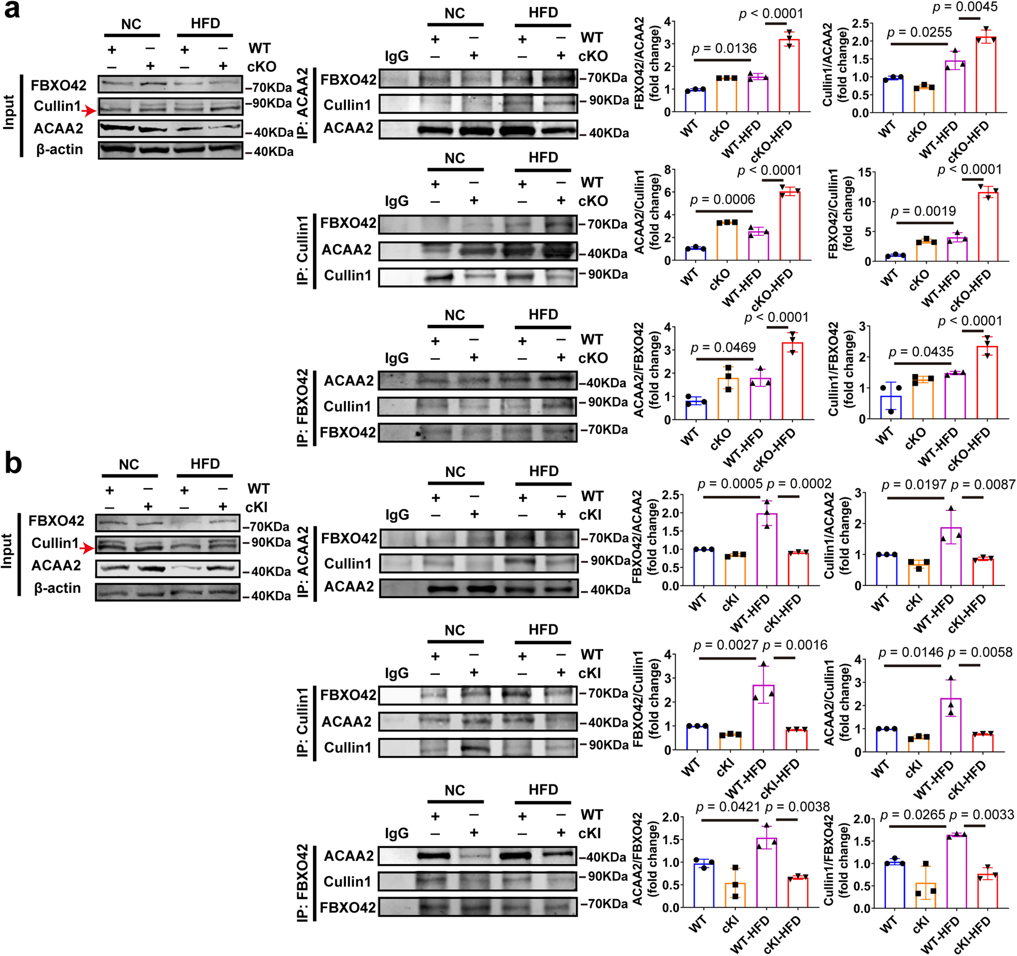 Fig. 5: CAND1 restrains the formation of Cullin1, FBXO42 and ACAA2 complexes.