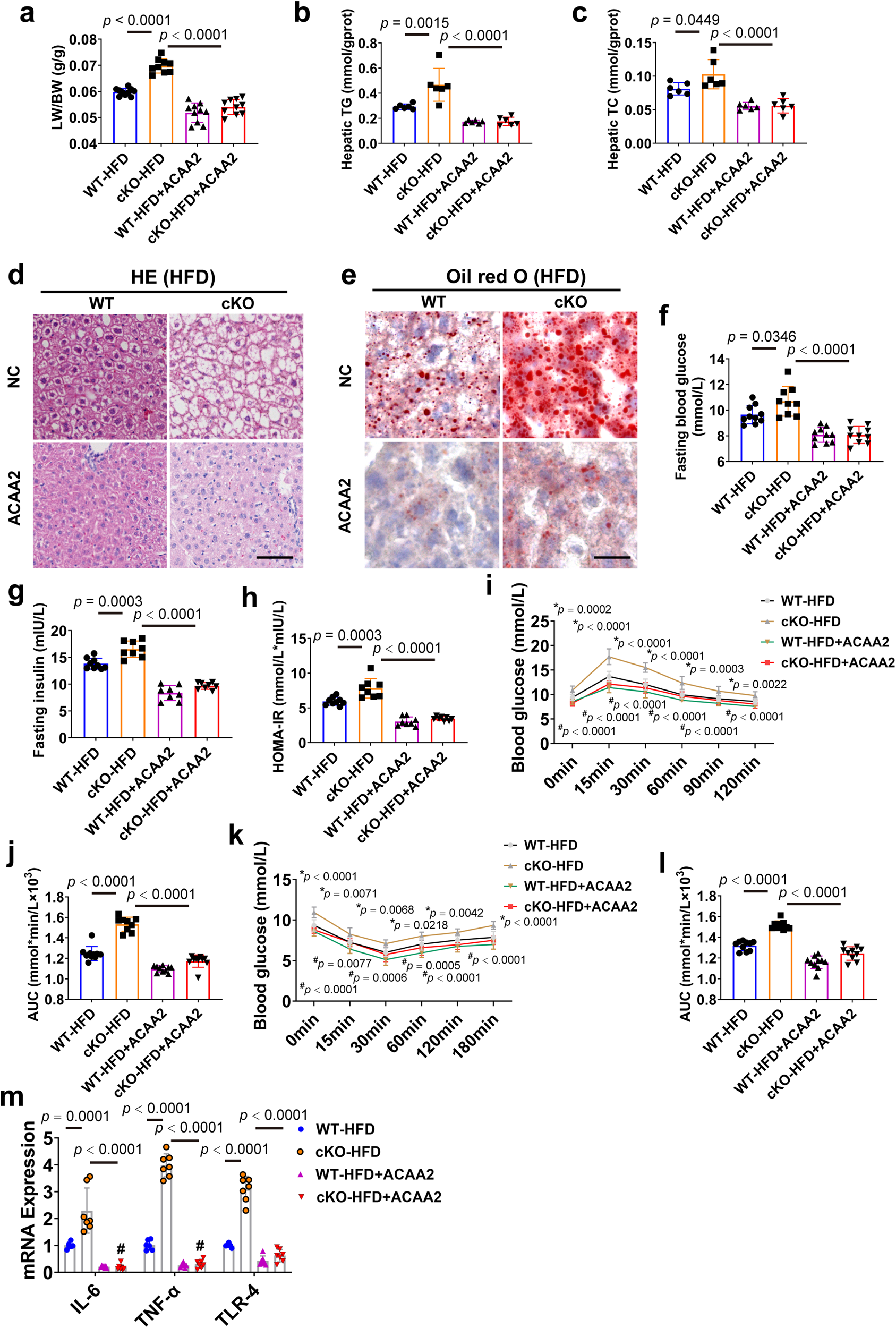 Fig. 6: ACAA2 overexpression ameliorates CAND1 deficiency-potentiated hepatic steatosis, insulin resistance and inflammation in male mice.