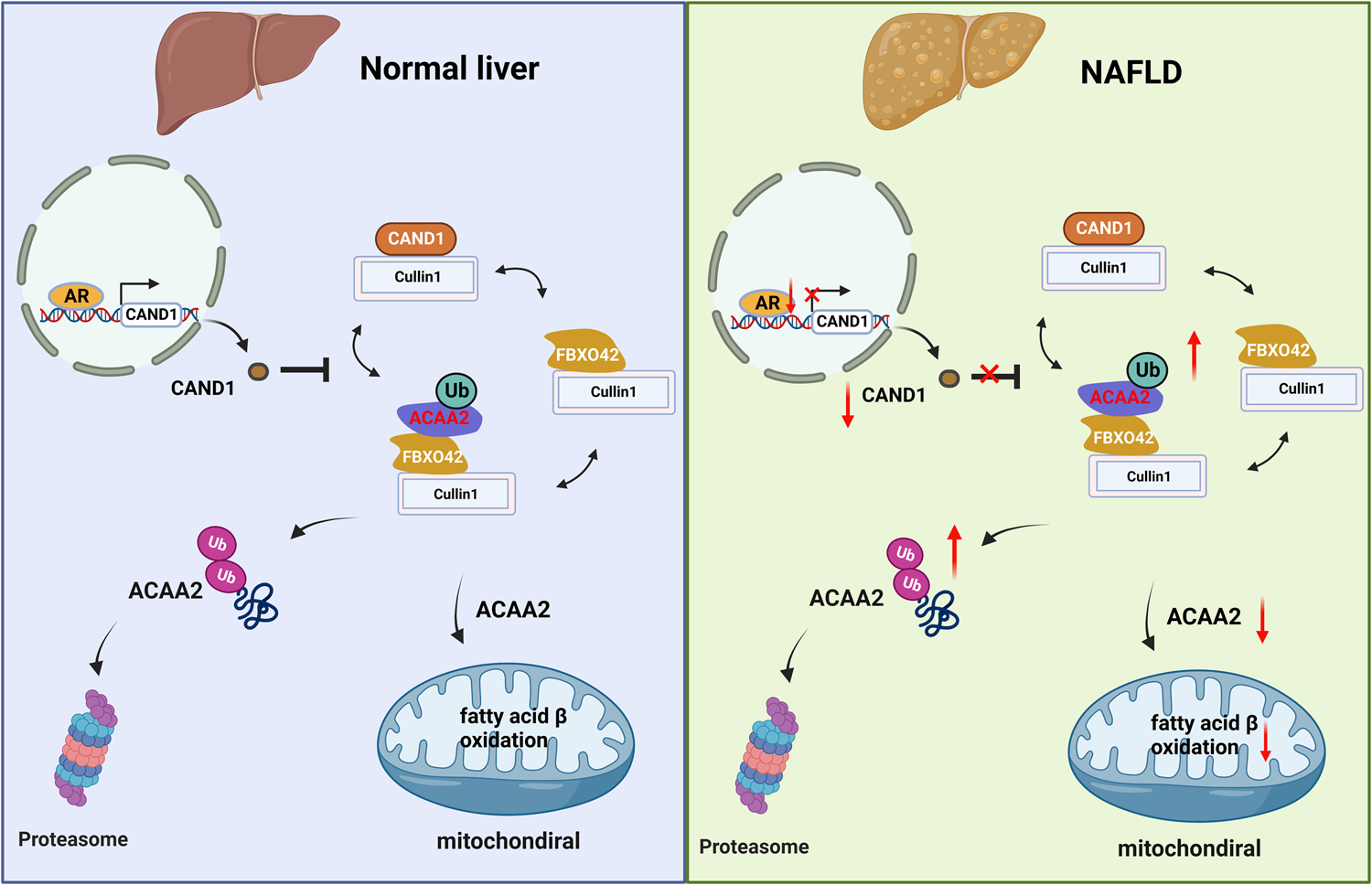 Fig. 9: Schematic diagram of the role of CAND1 in regulating ubiquitination and degradation of ACAA2 and NAFLD.