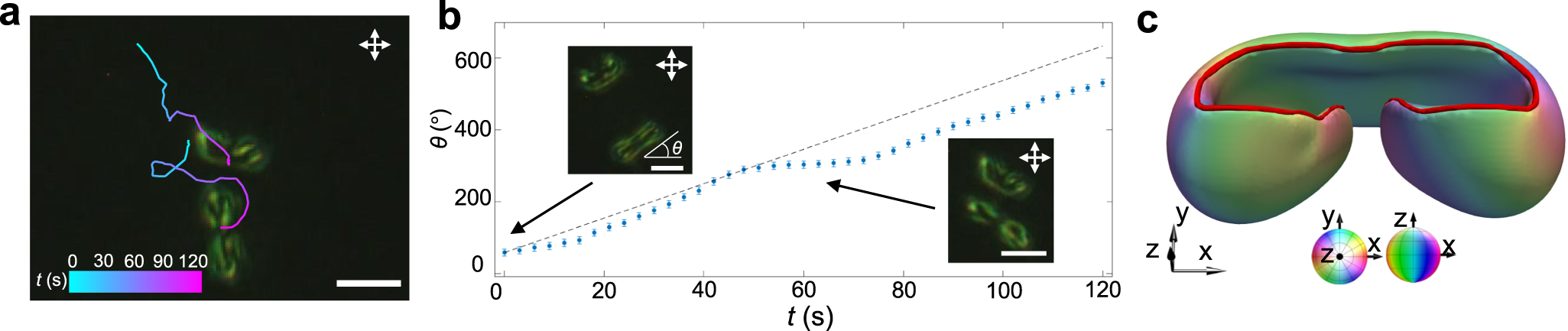 Fig. 8: The co-propulsion of polyskyrmionomer and möbiuson.