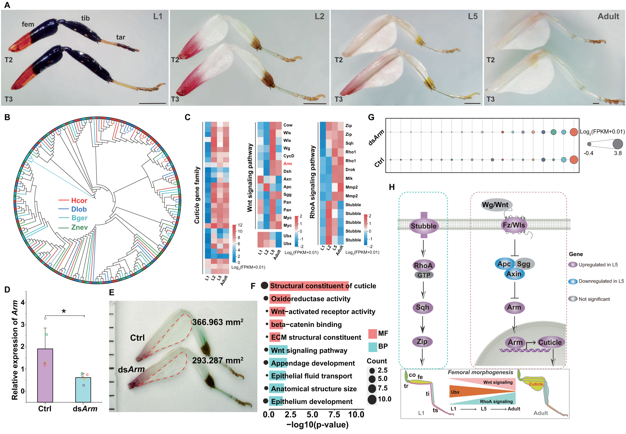 Fig. 3: Molecular mechanism of femoral morphogenesis for plant-mimicking camouflage.