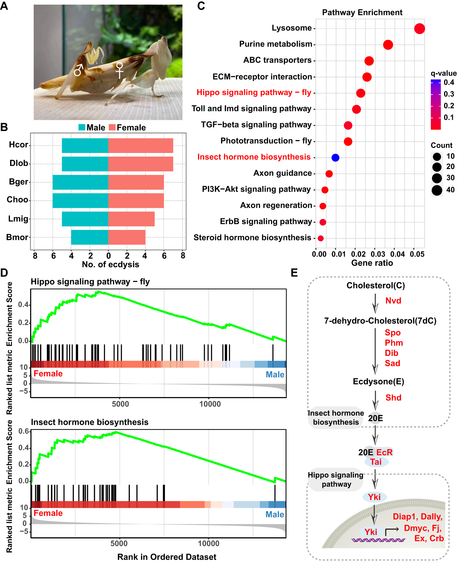 Fig. 4: Sexual size dimorphism and ecdysis development of the praying mantis.