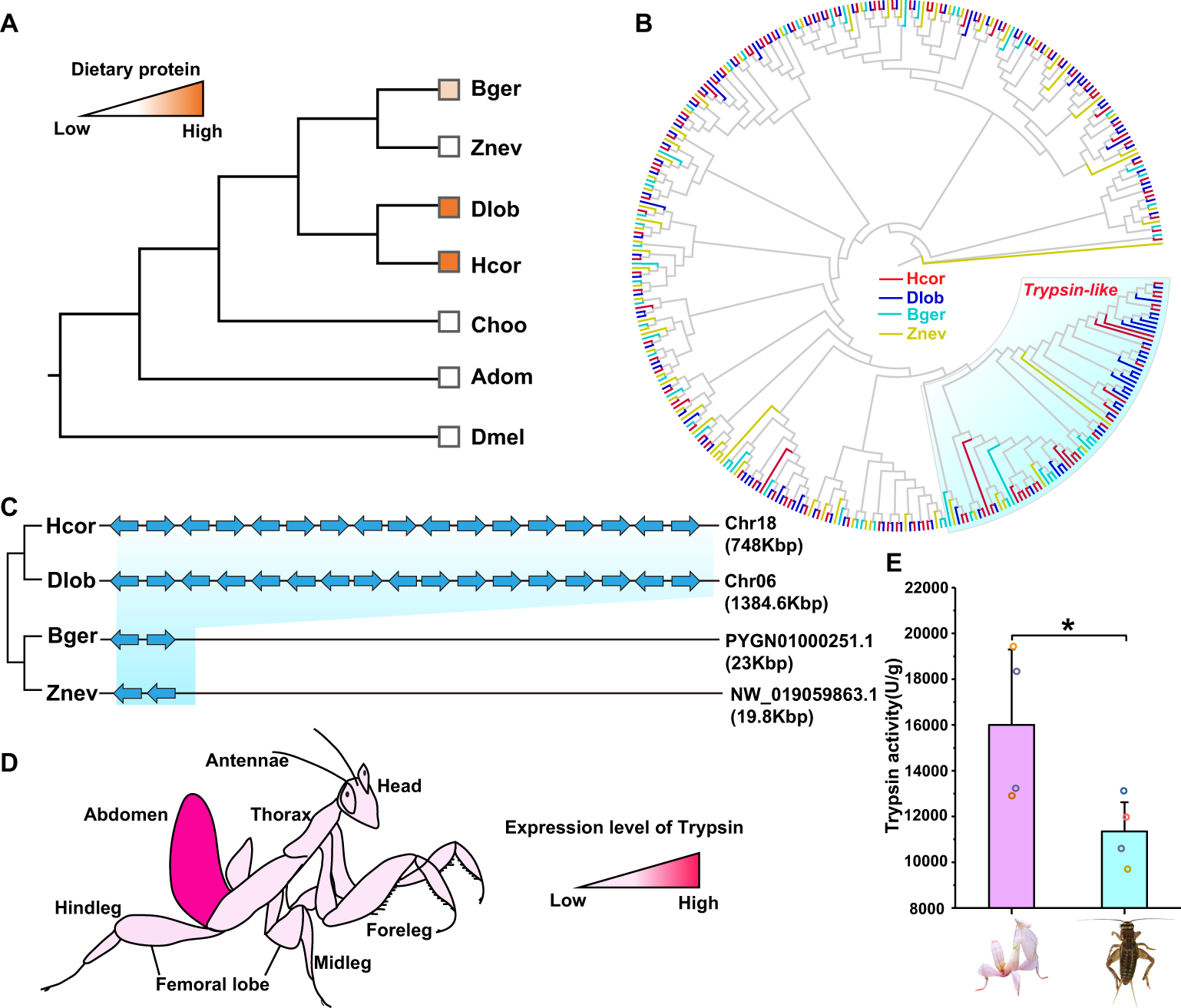 Fig. 5: Evolution of the Trypsin gene family for insectivory adaptation in mantises.