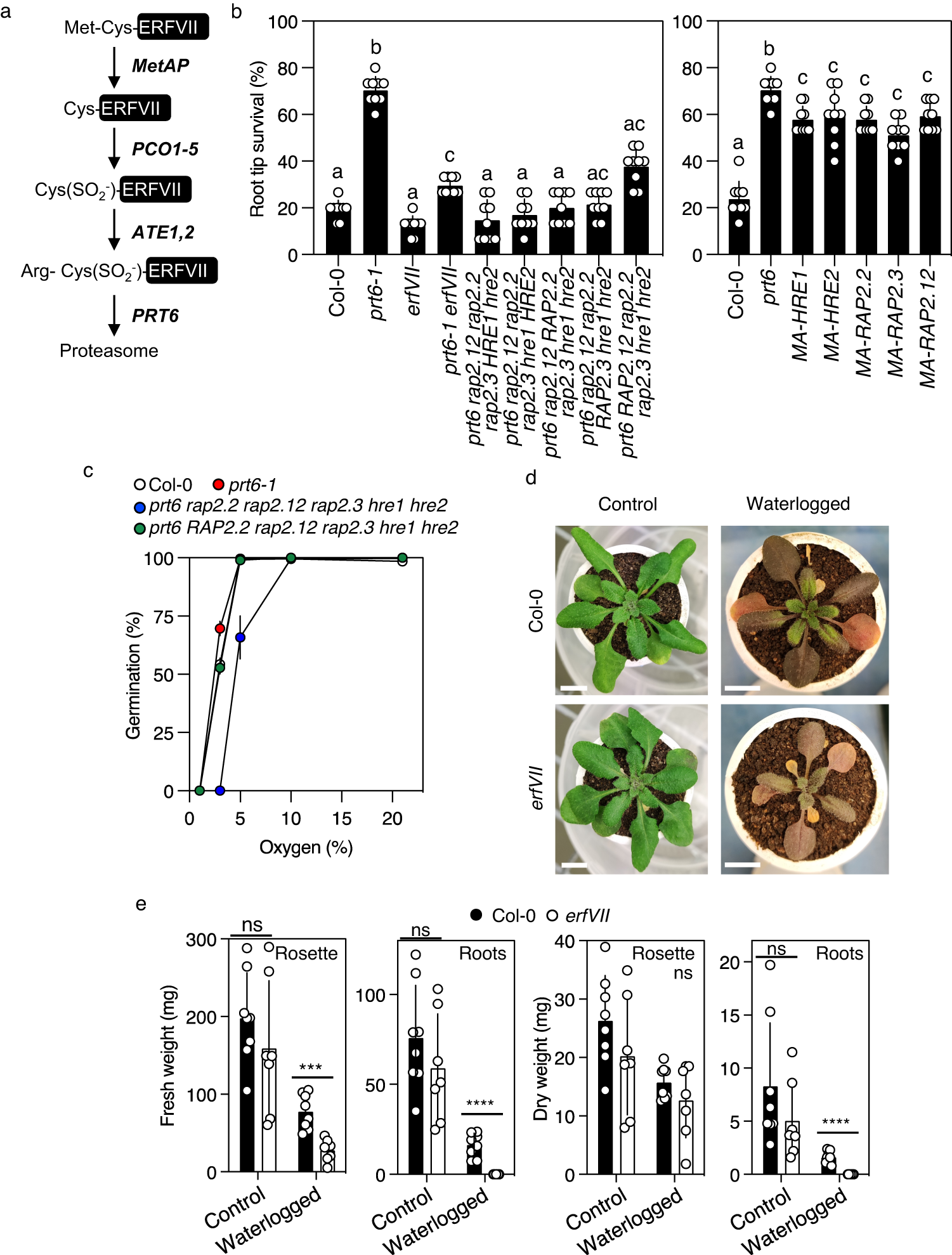 Changes in iron availability in Arabidopsis are rapidly sensed in