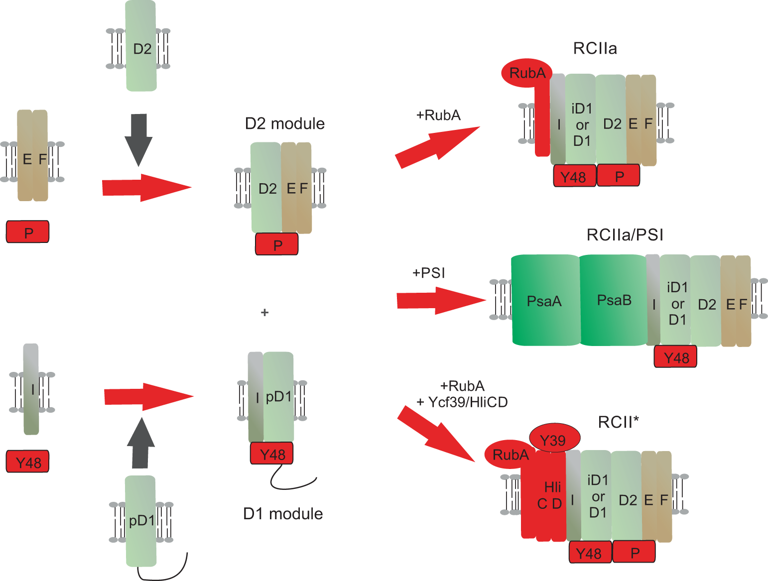 The Ycf48 accessory factor occupies the site of the oxygen-evolving  manganese cluster during photosystem II biogenesis | Nature Communications