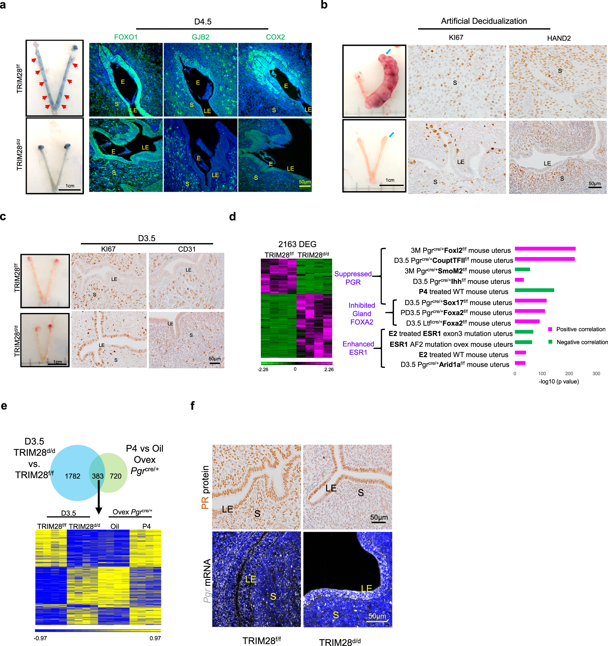 Fig. 3: TRIM28 deletion impaired decidualization and steroid signaling in mouse uterus.