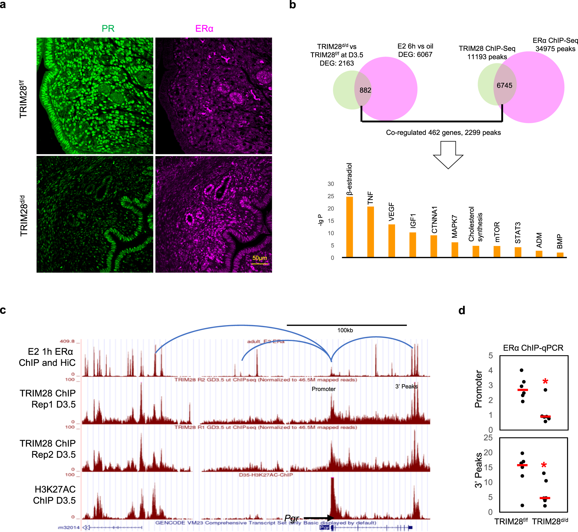 Fig. 5: TRIM28 deletion inhibited ERα activity.