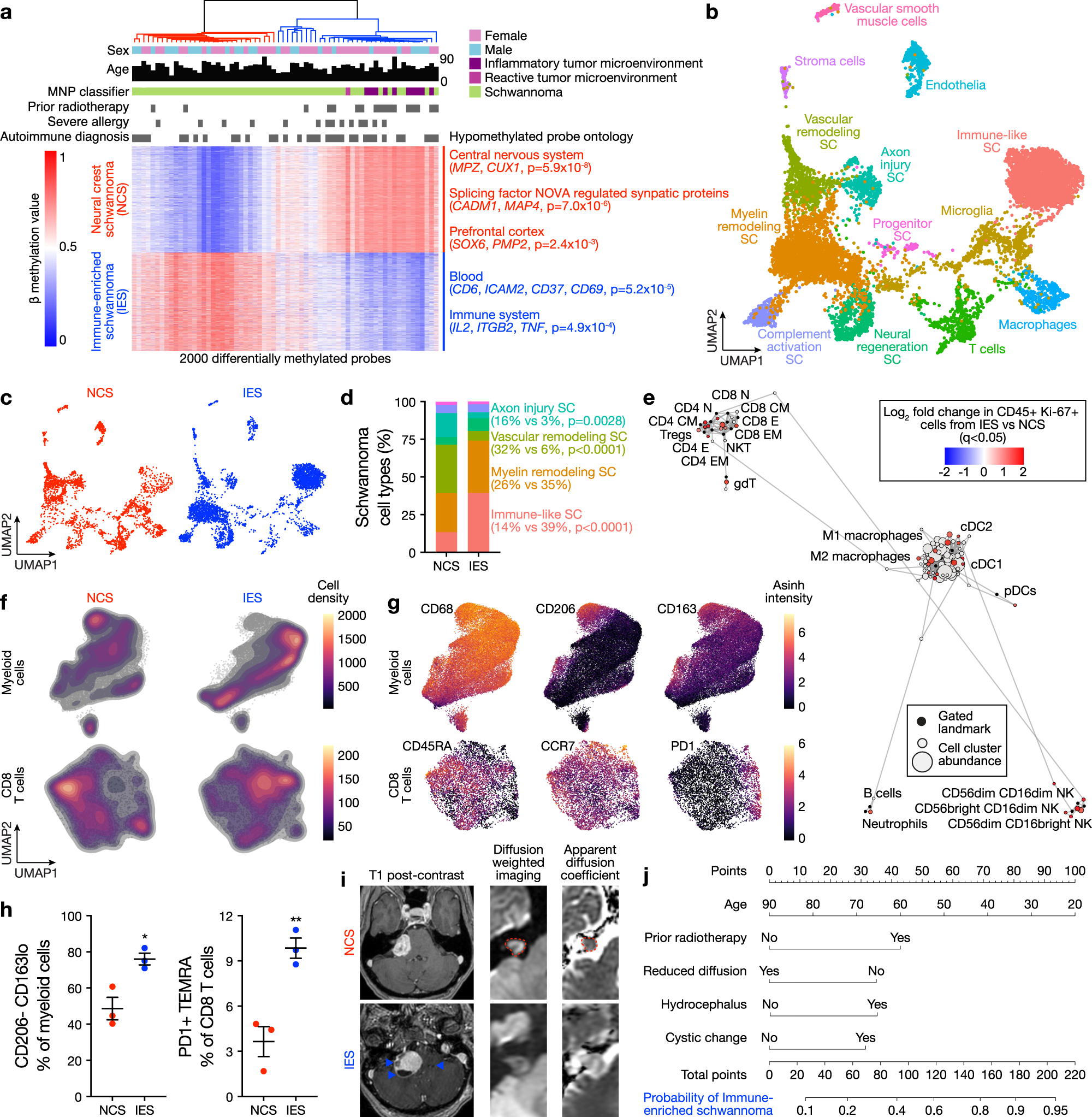 Fig. 1: Schwannomas are comprised of neural crest and immune-enriched molecular groups.