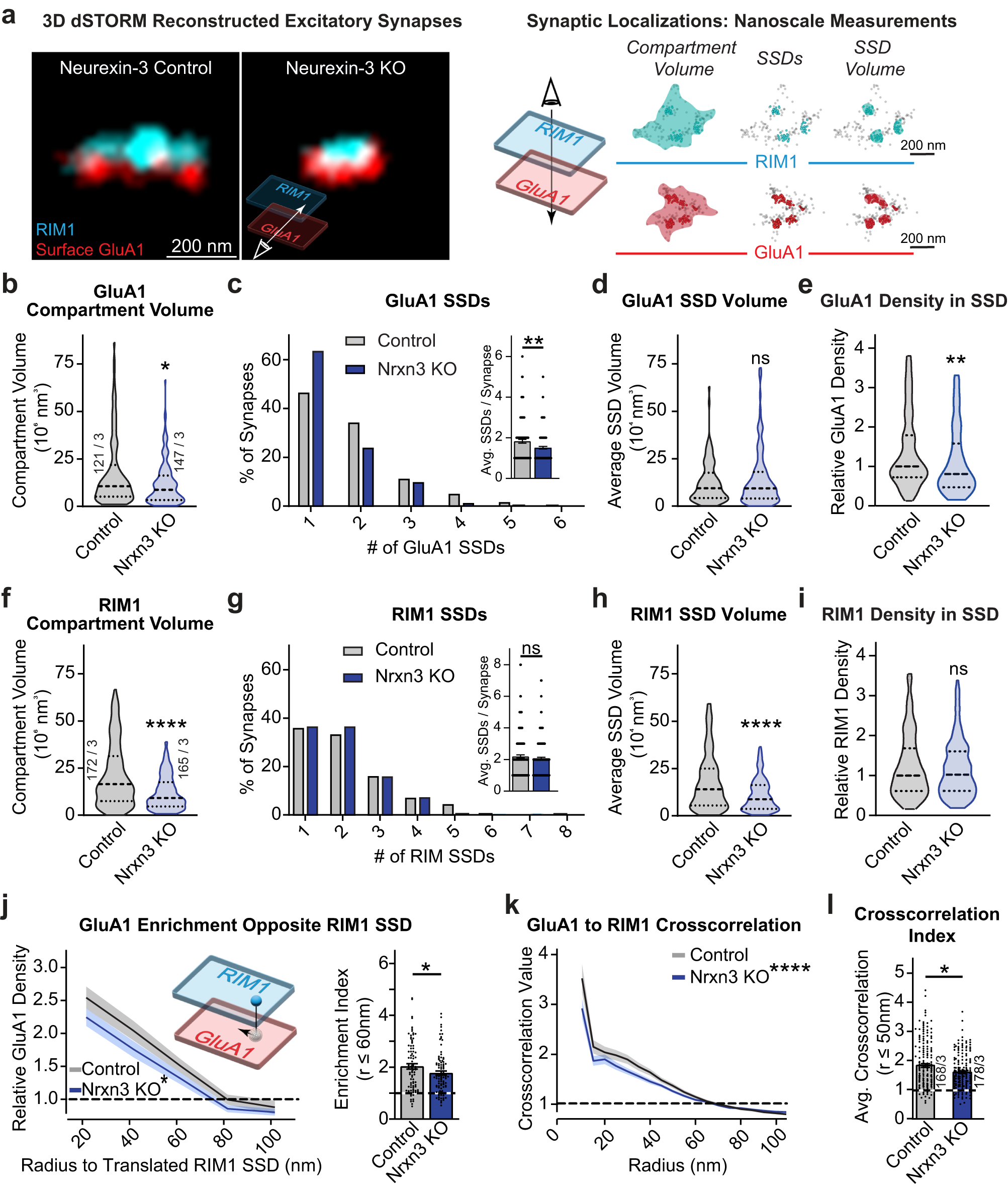 Neurexin-3 subsynaptic densities are spatially distinct from Neurexin-1 and  essential for excitatory synapse nanoscale organization in the hippocampus
