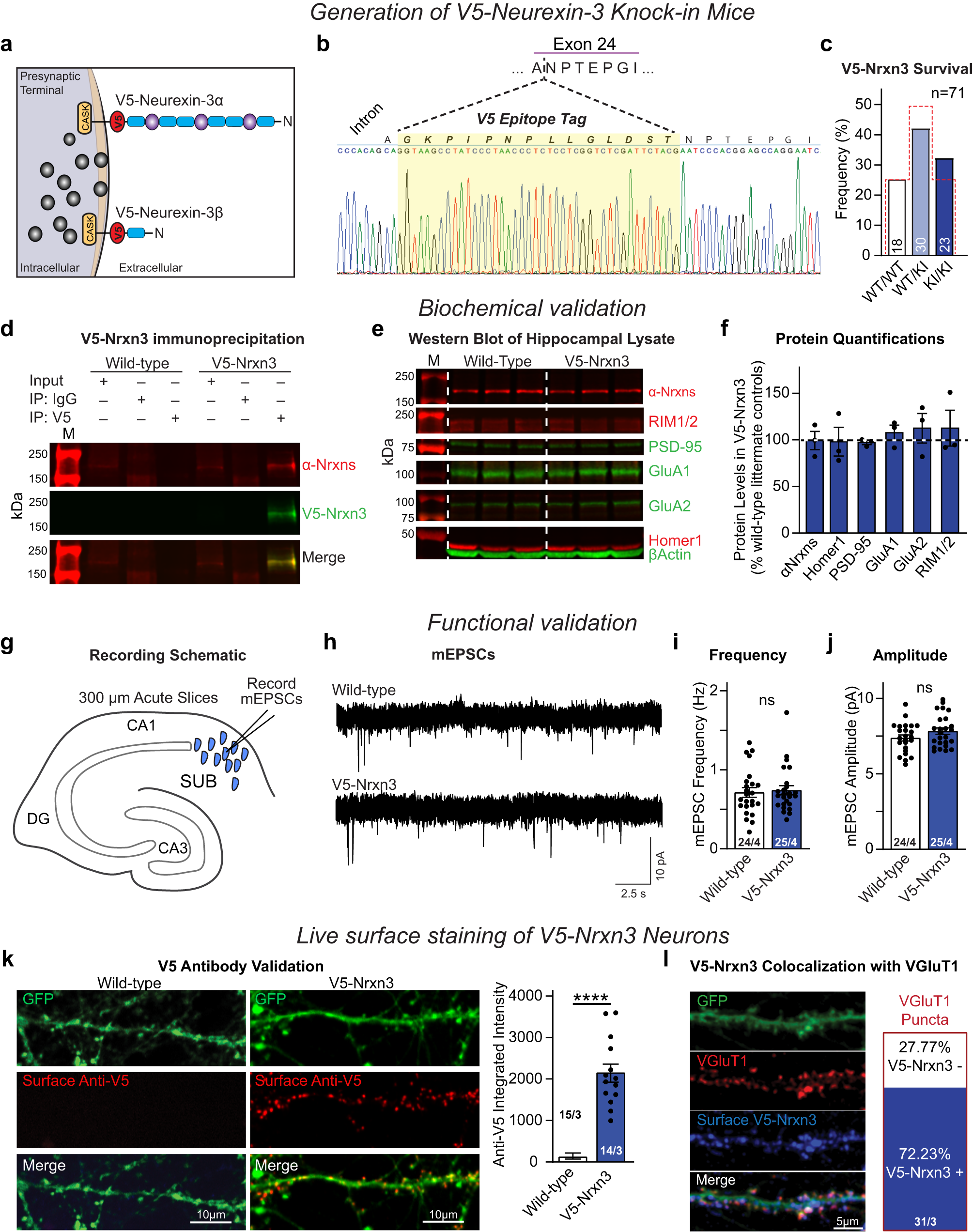 Fig. 4: Homozygous V5-Nrxn3 knock-in mice show no deficits in survival, synaptic protein expression, or synaptic function and are suitable for Nrxn3 localization.