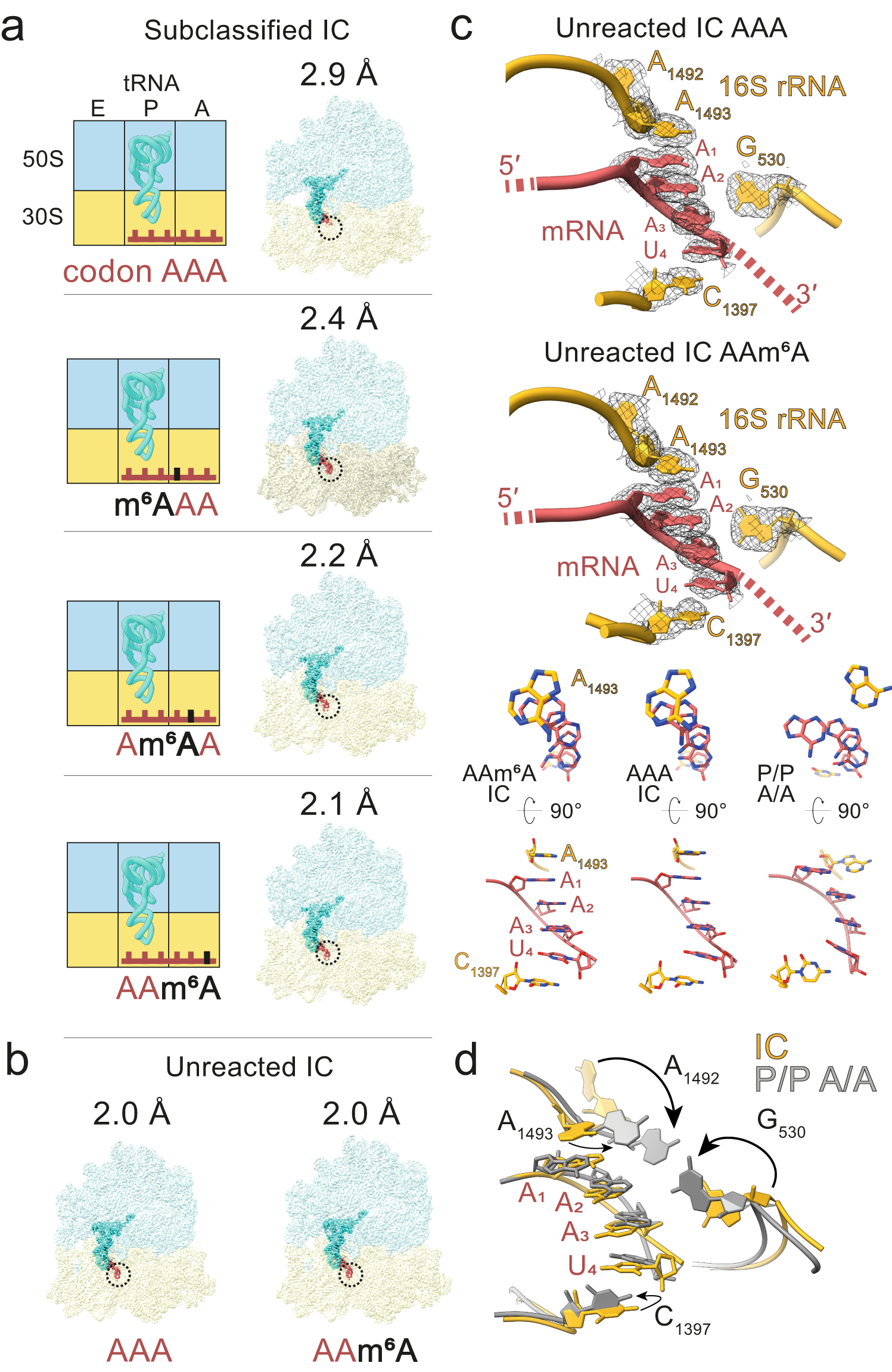 Fig. 7: Cryo-EM structures of ICs with m6A in different positions of the A-site codon.
