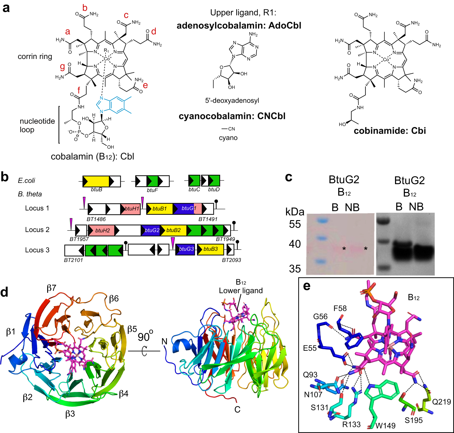 BtuB TonB-dependent transporters and BtuG surface lipoproteins form stable  complexes for vitamin B12 uptake in gut Bacteroides | Nature Communications