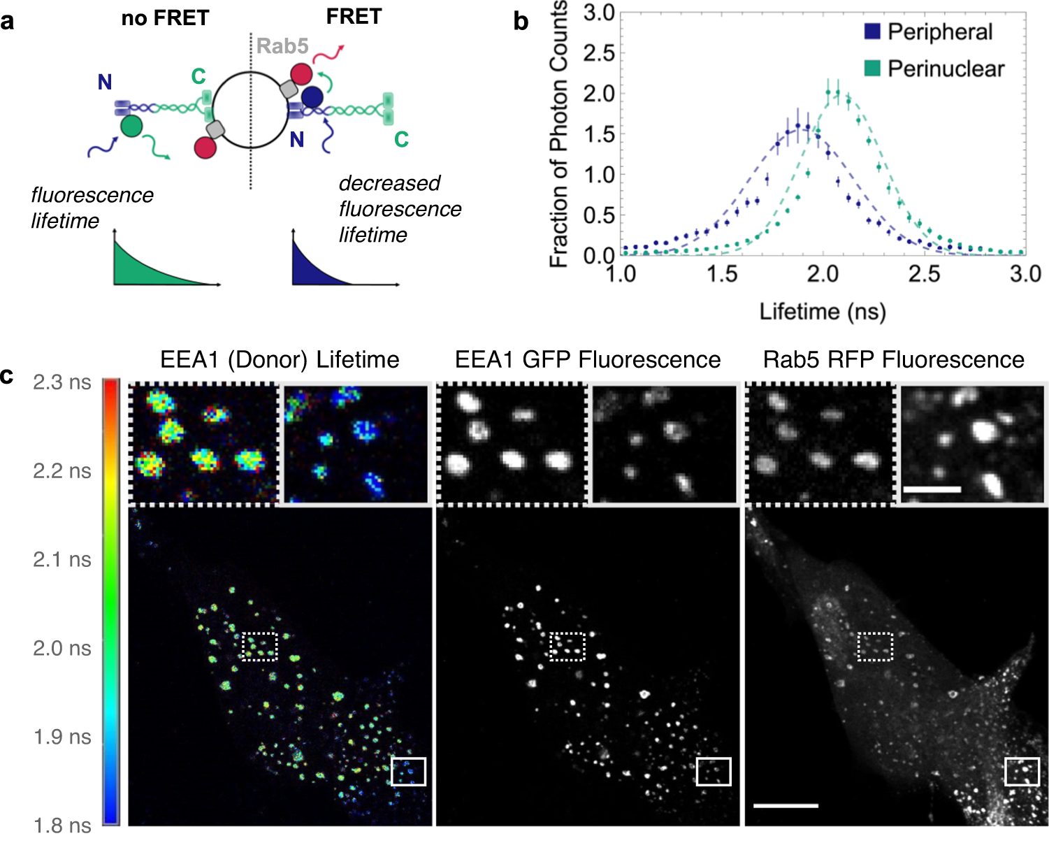 Fig. 2: EEA1 endosomes exist in two spatially distinct populations characterised by opposite membrane binding.