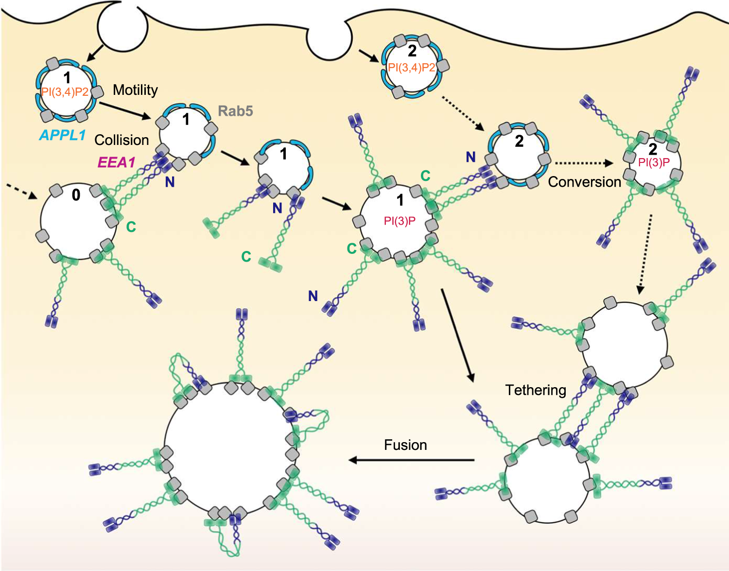 Fig. 6: Summary of proposed EEA1 ‘trigger-and-convert’ mechanism of maturation.