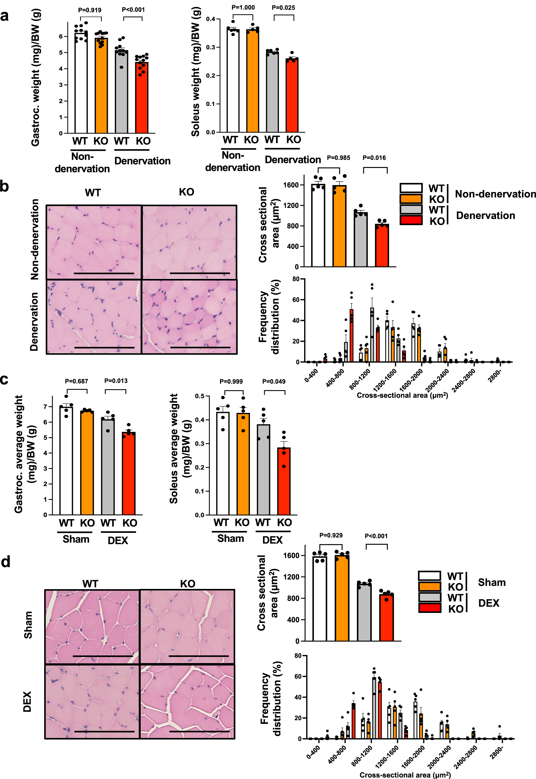 Fig. 2: Myonectin deficiency exacerbates muscle atrophy induced by sciatic nerve denervation or steroid administration.