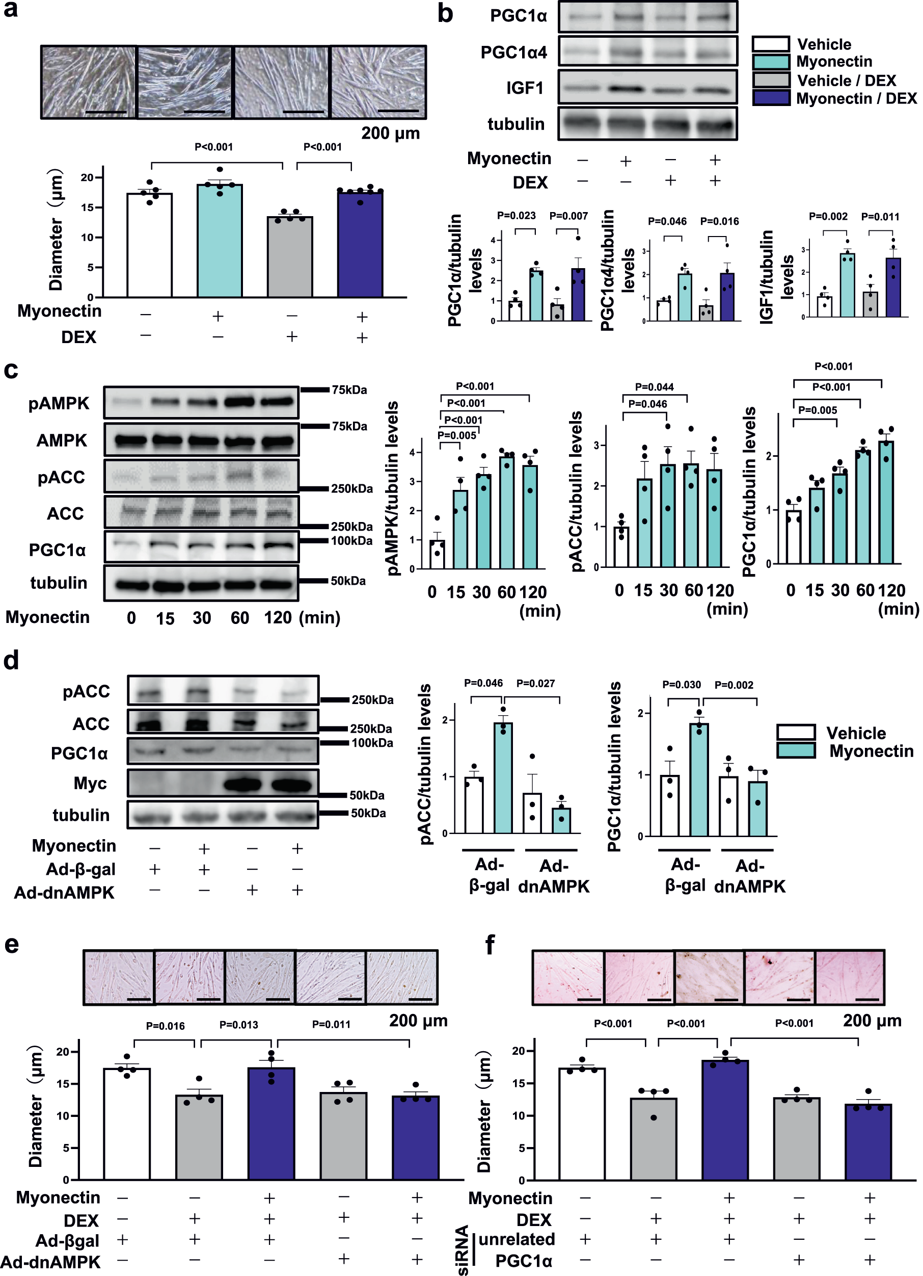Fig. 5: Myonectin ameliorates DEX-induced atrophy of myotubes through the AMPK/PGC1α pathway.
