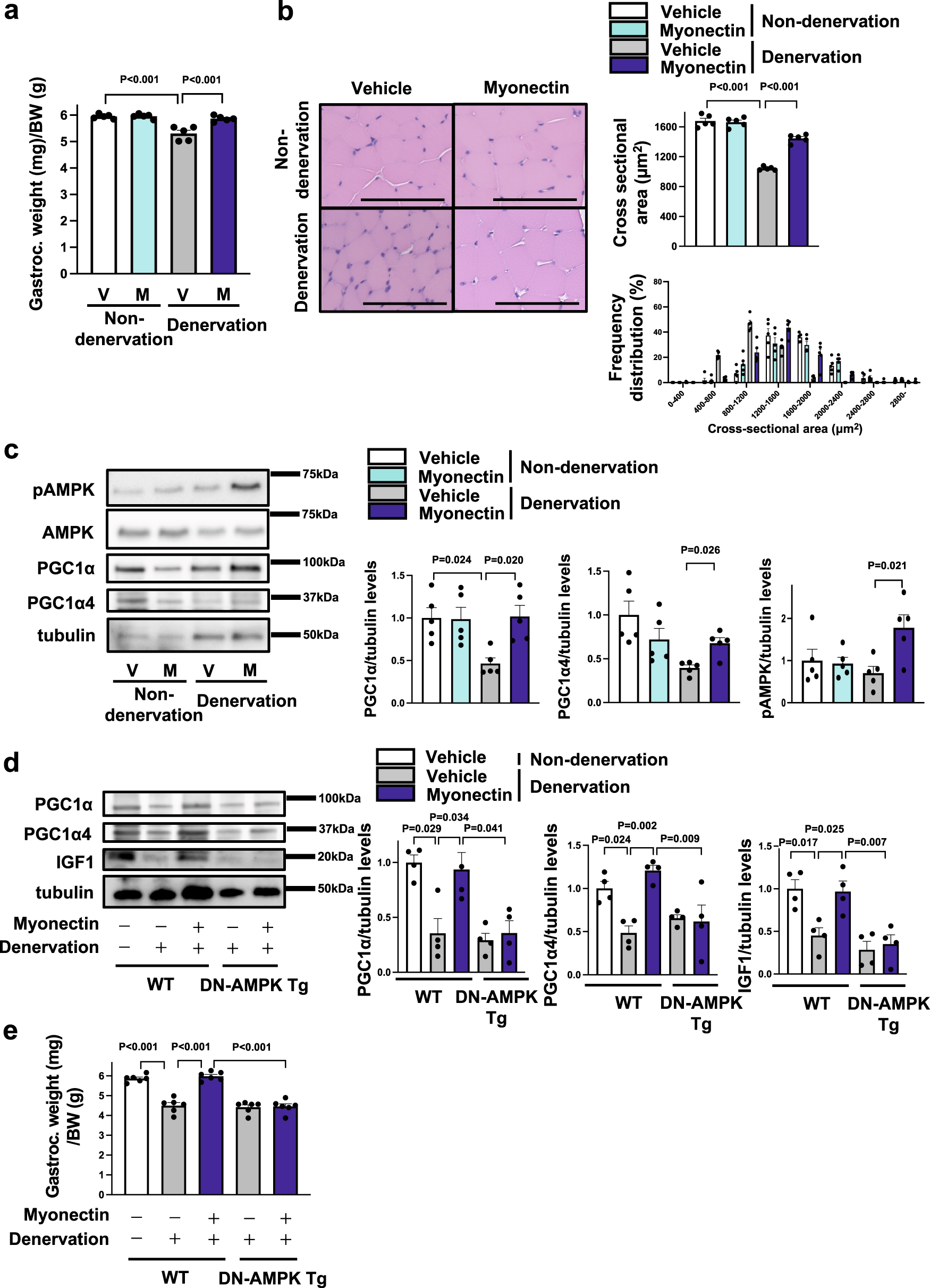 Fig. 6: Myonectin supplementation restores denervation-induced muscle atrophy through the AMPK/PGC1α pathway.