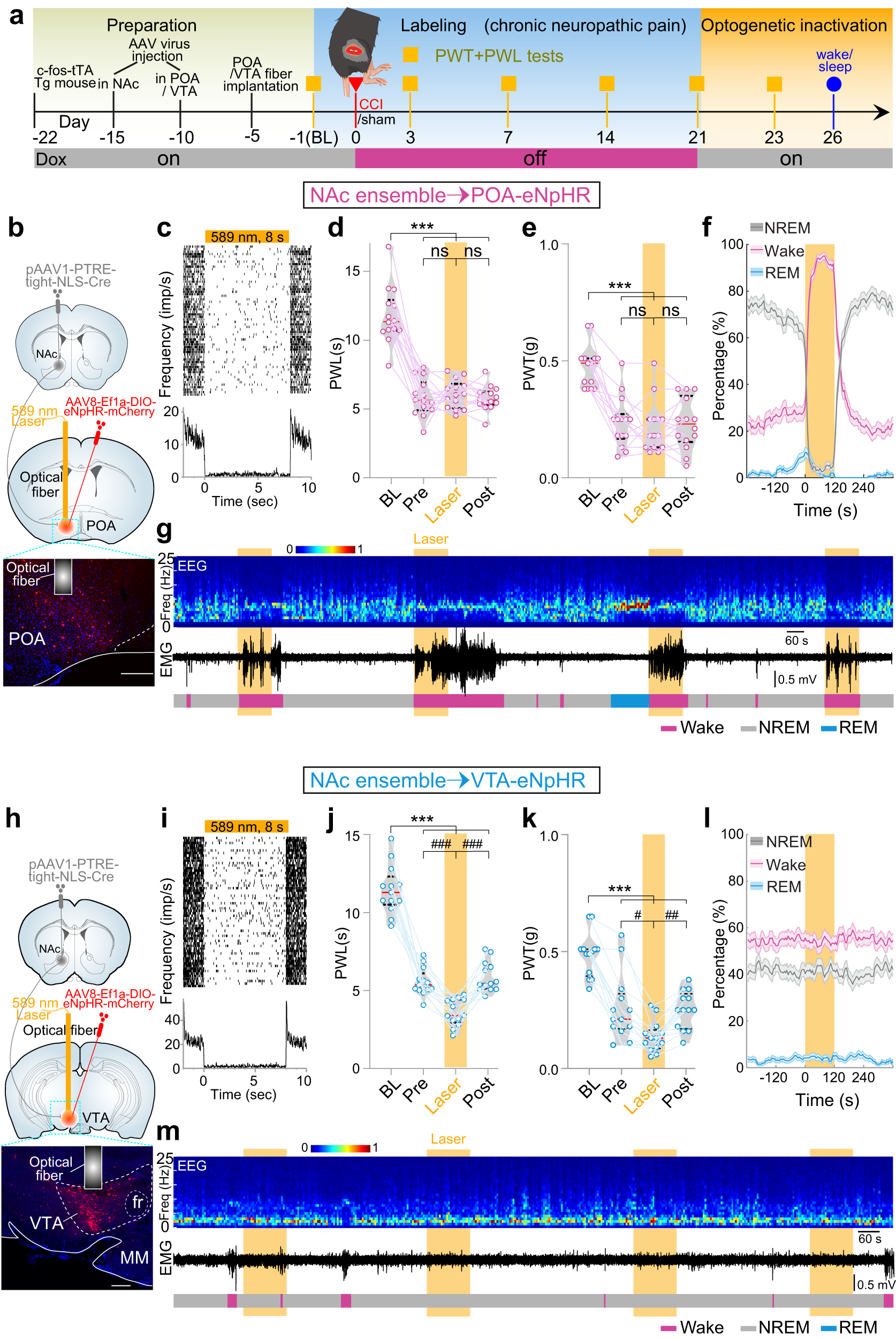 Fig. 8: Inhibition of NAc-ensemble-innervated POA or VTA neurons.
