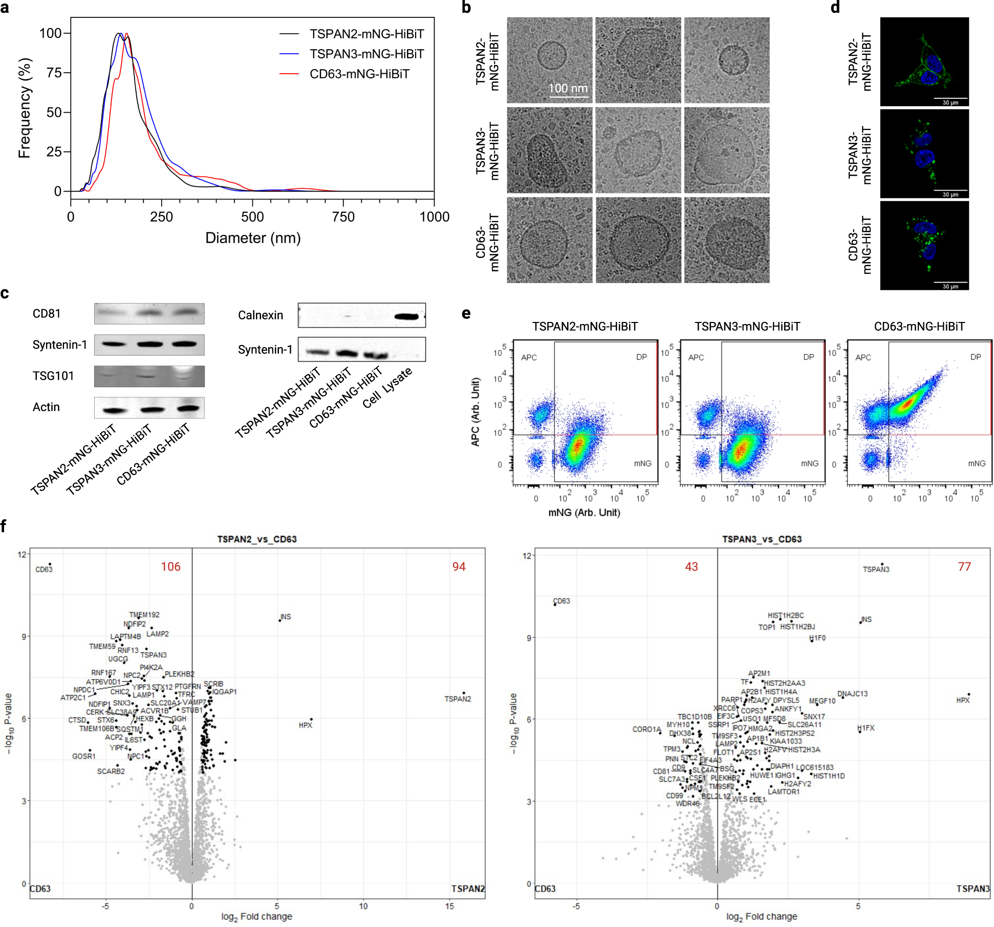 Fig. 6: Physiochemical features of TSPAN2-, TSPAN3- and CD63-enriched EVs.