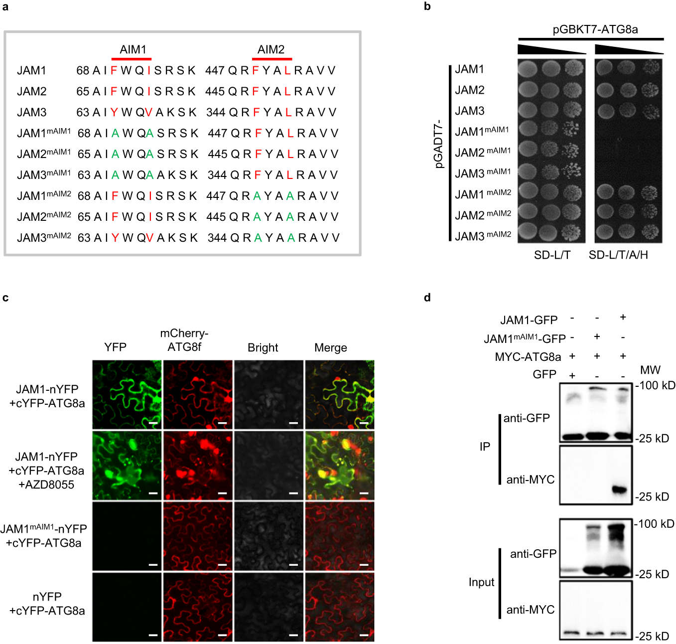 Fig. 2: JAM proteins interact with ATG8a via AIM.