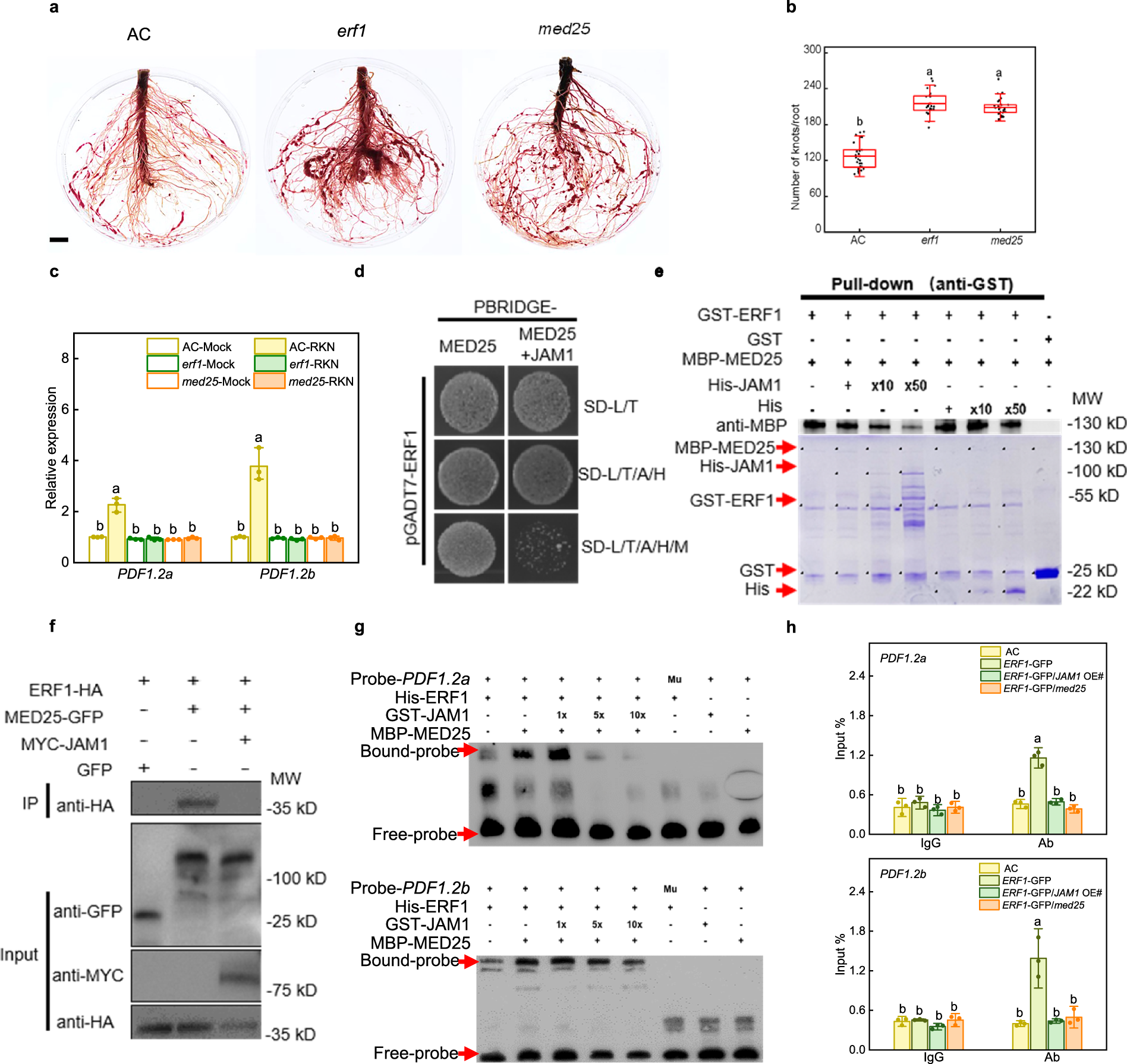 Fig. 4: JAM1 interferes with the binding of ERF1 to MED25 and attenuates the transcriptional regulatory capacity of ERF1.